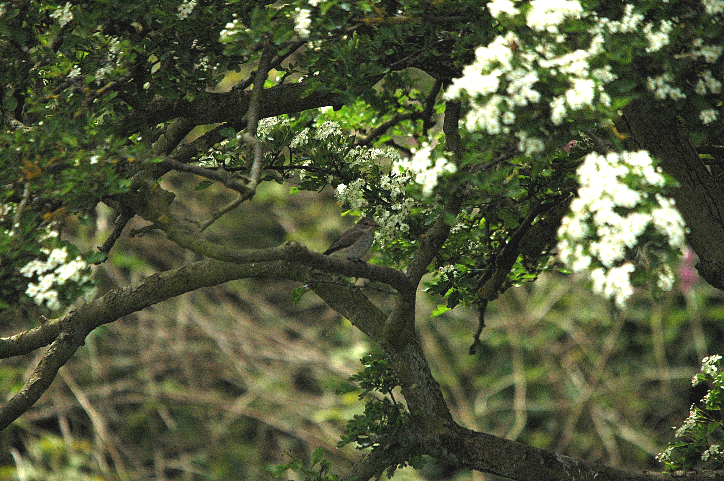 photos/wildlife/Bird_Species/156-Old_World_Flycatchers/7111-Spotted_Flycatcher/DSC_5799.JPG