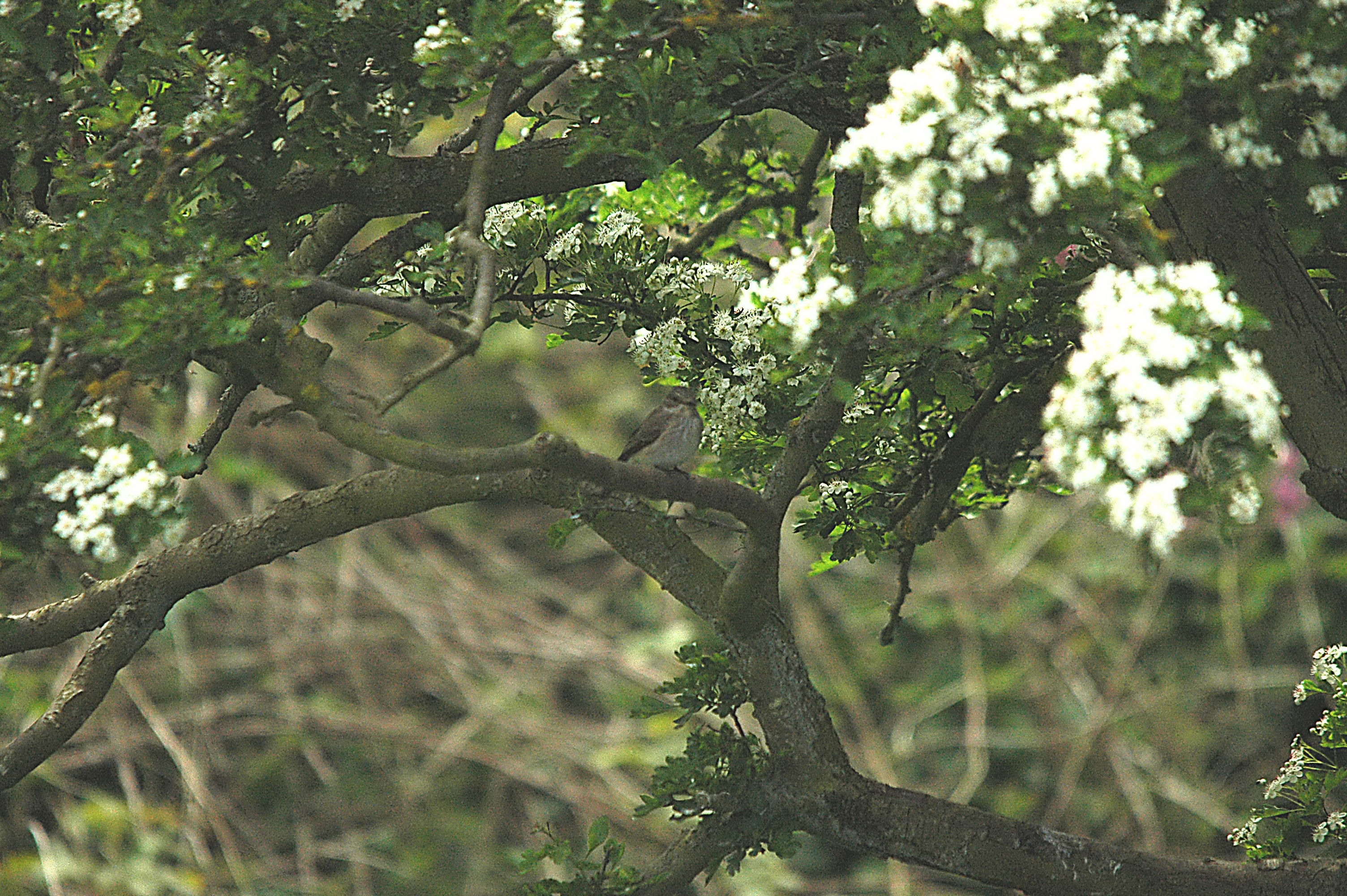 photos/wildlife/Bird_Species/156-Old_World_Flycatchers/7111-Spotted_Flycatcher/DSC_5802.JPG