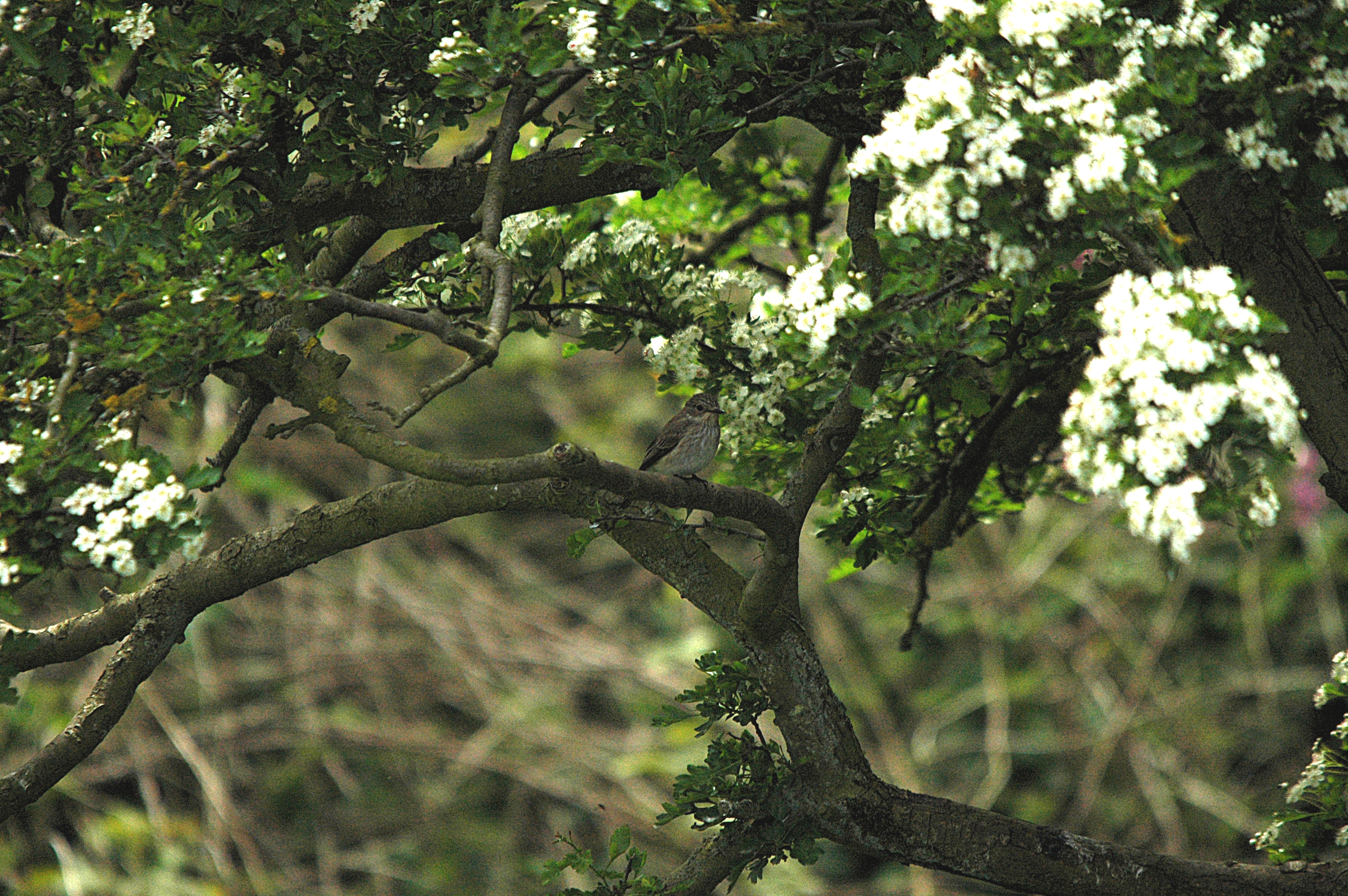 photos/wildlife/Bird_Species/156-Old_World_Flycatchers/7111-Spotted_Flycatcher/DSC_5803.JPG