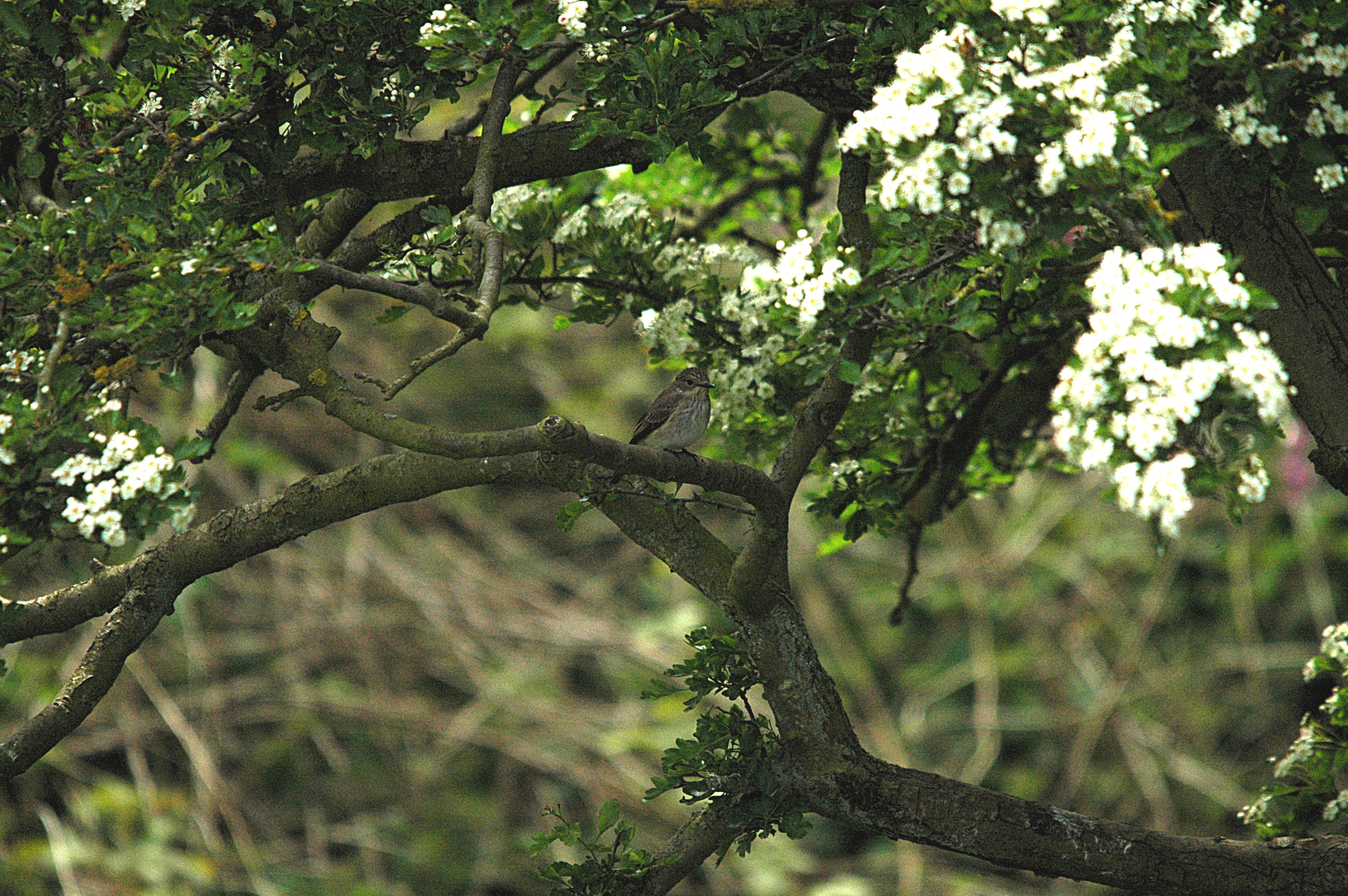 photos/wildlife/Bird_Species/156-Old_World_Flycatchers/7111-Spotted_Flycatcher/DSC_5804.JPG