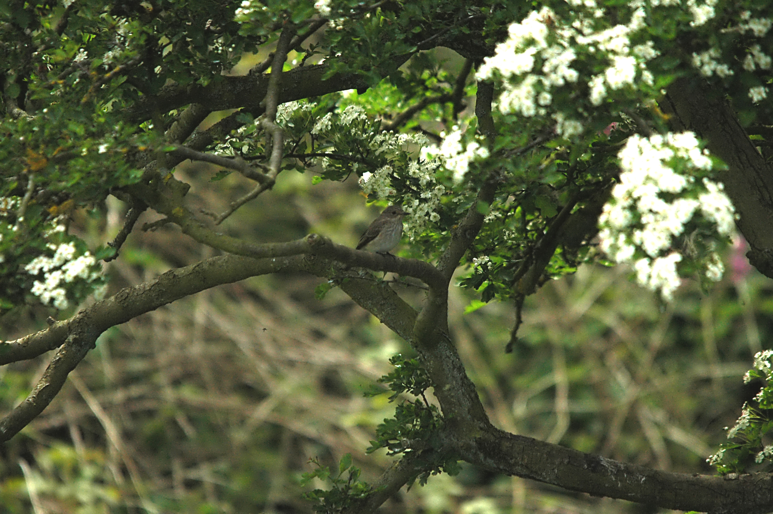 photos/wildlife/Bird_Species/156-Old_World_Flycatchers/7111-Spotted_Flycatcher/DSC_5805.JPG