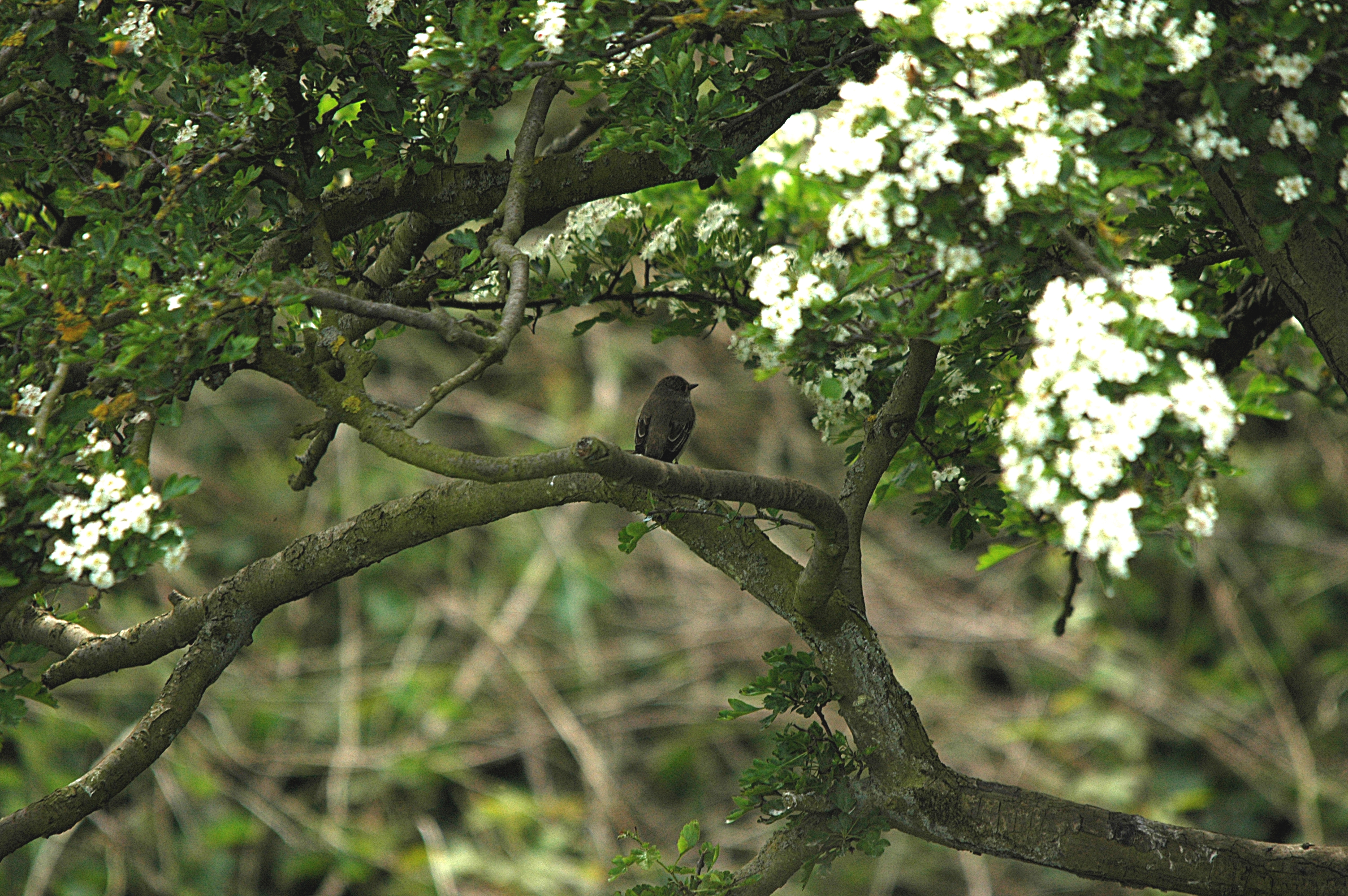 photos/wildlife/Bird_Species/156-Old_World_Flycatchers/7111-Spotted_Flycatcher/DSC_5812.JPG
