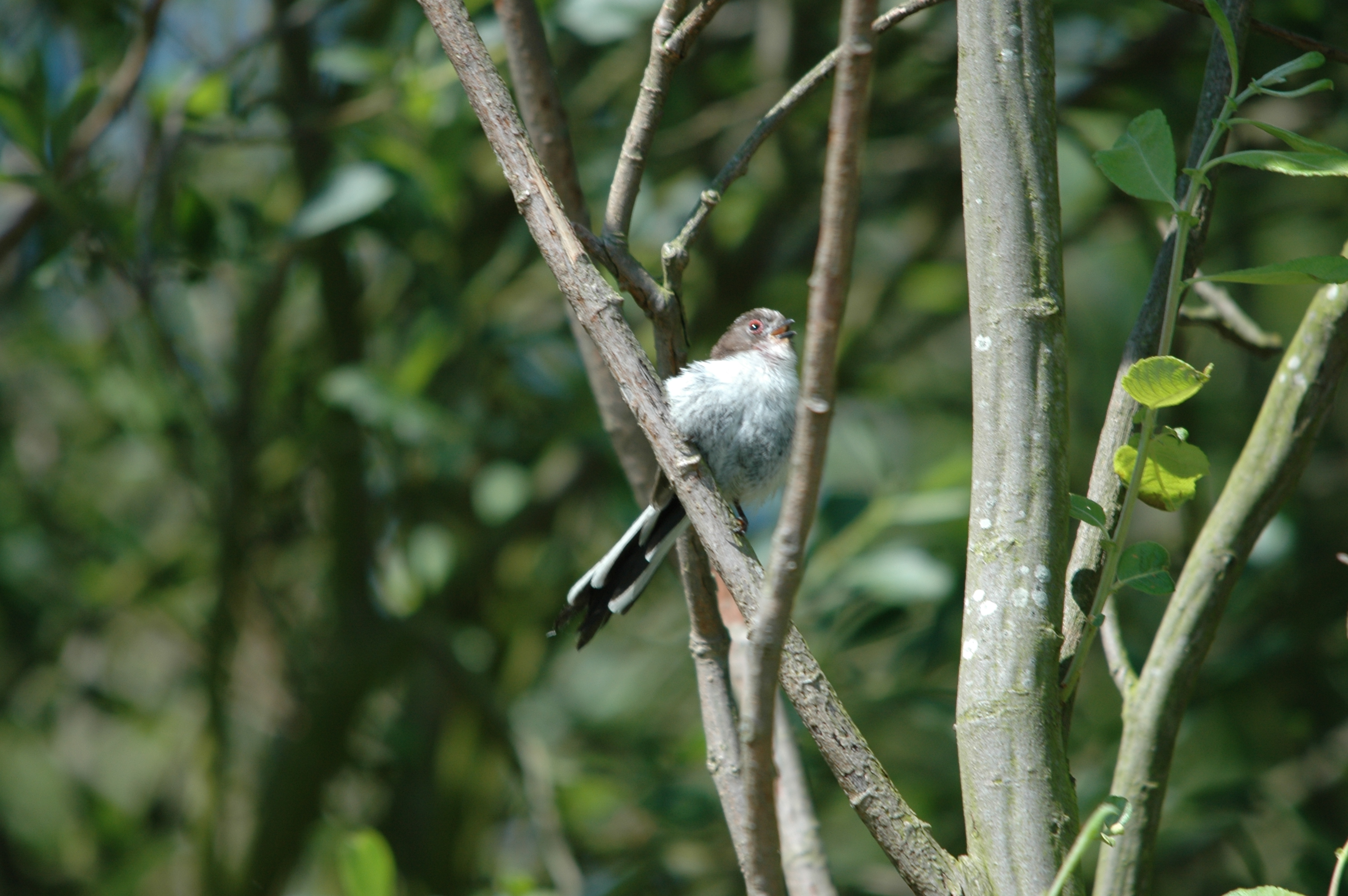photos/wildlife/Bird_Species/166-Long-tailed_Tits/7583-Long-tailed_Tit/20090623-Blacktoft-2.jpg