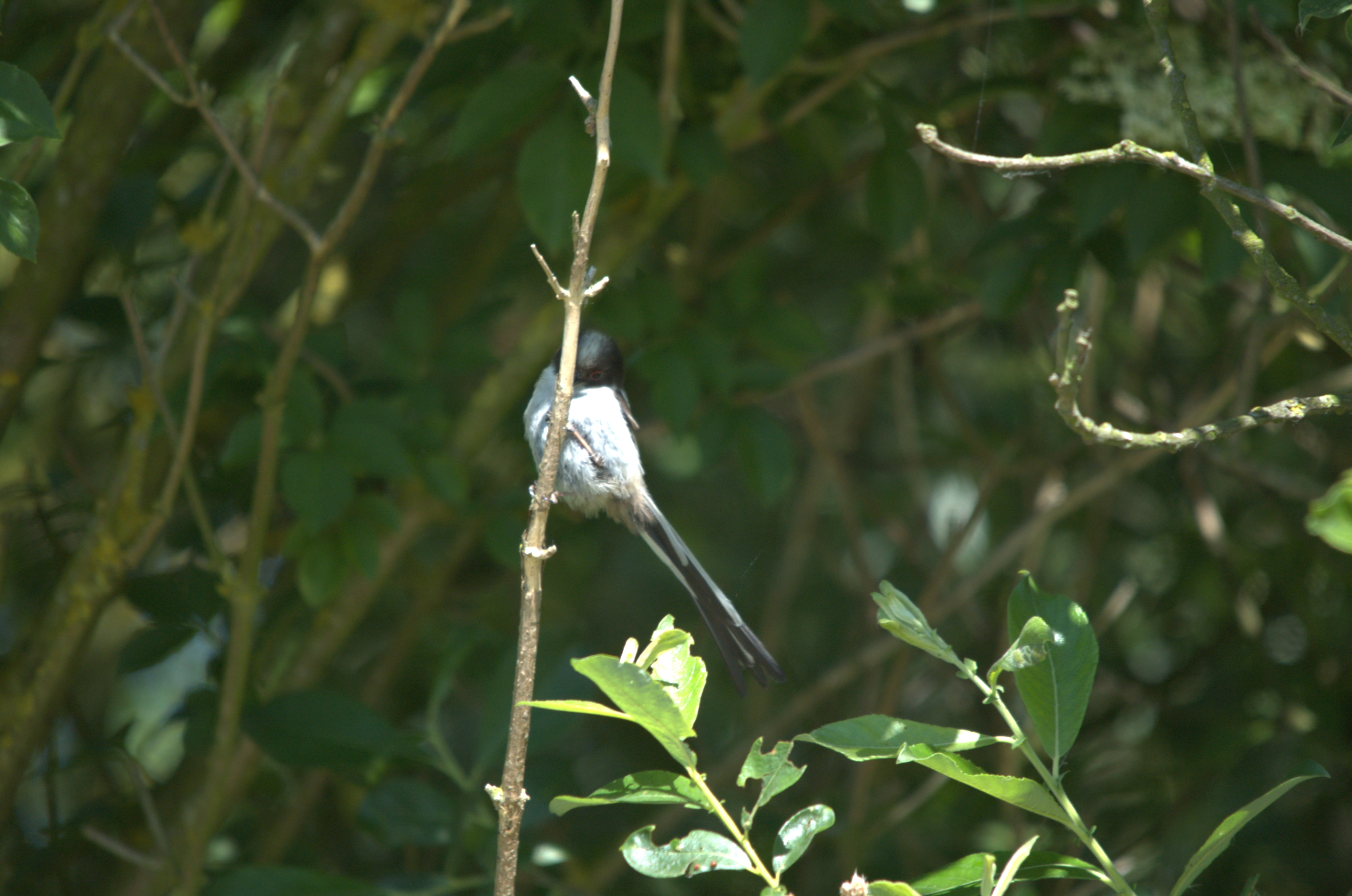 photos/wildlife/Bird_Species/166-Long-tailed_Tits/7583-Long-tailed_Tit/DSC_2345.jpg
