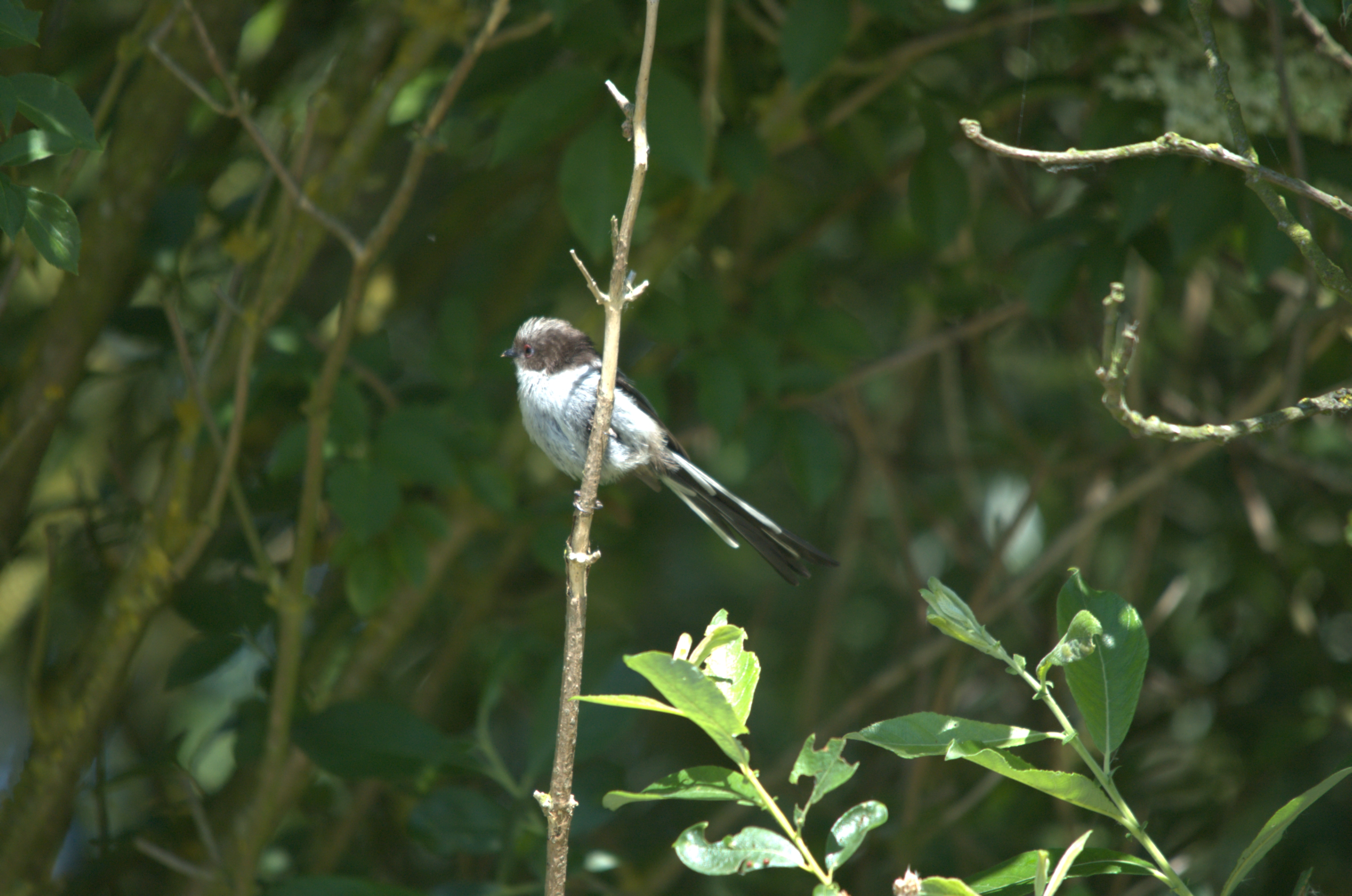 photos/wildlife/Bird_Species/166-Long-tailed_Tits/7583-Long-tailed_Tit/DSC_2350.jpg