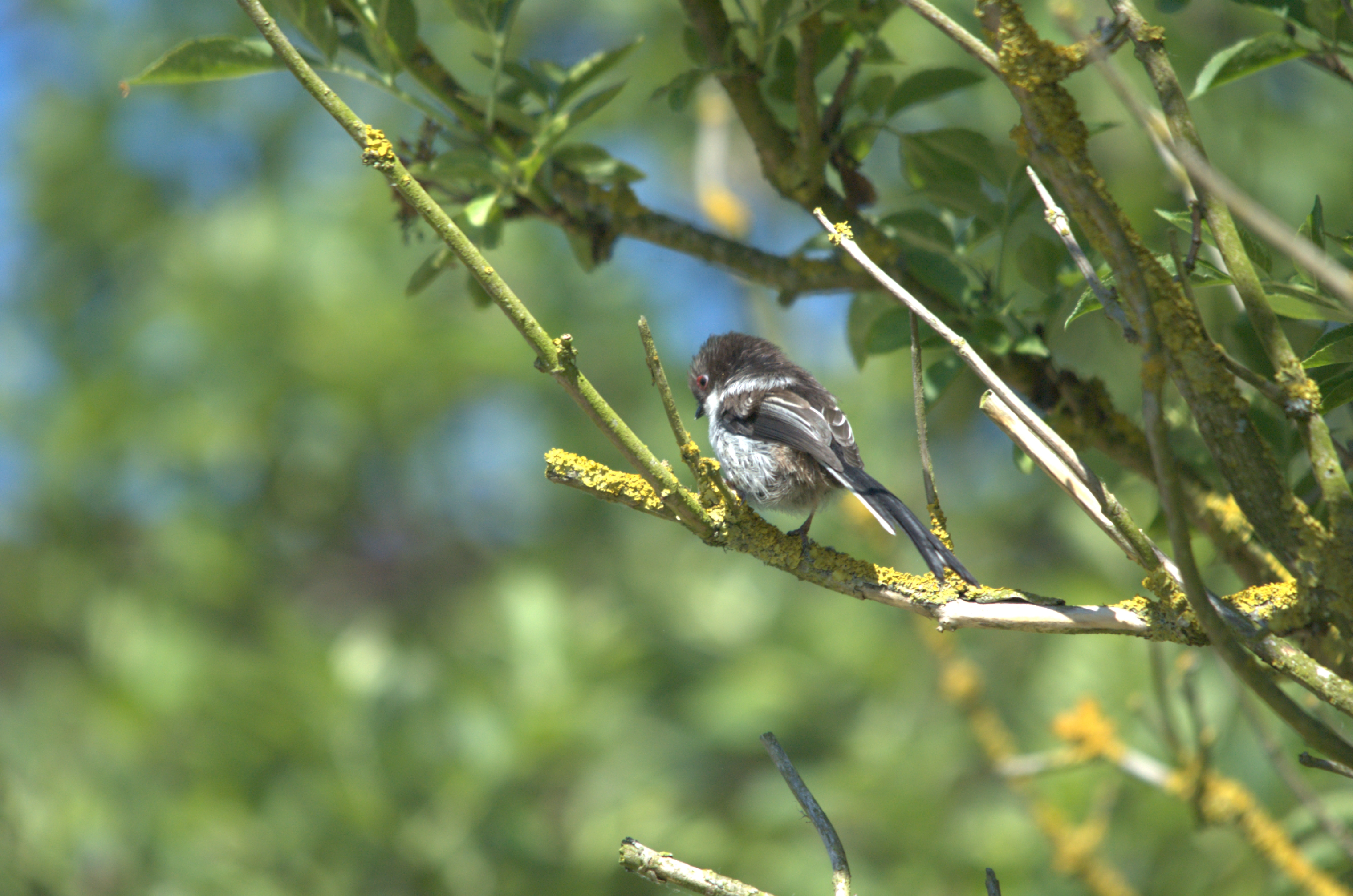photos/wildlife/Bird_Species/166-Long-tailed_Tits/7583-Long-tailed_Tit/DSC_2353.jpg