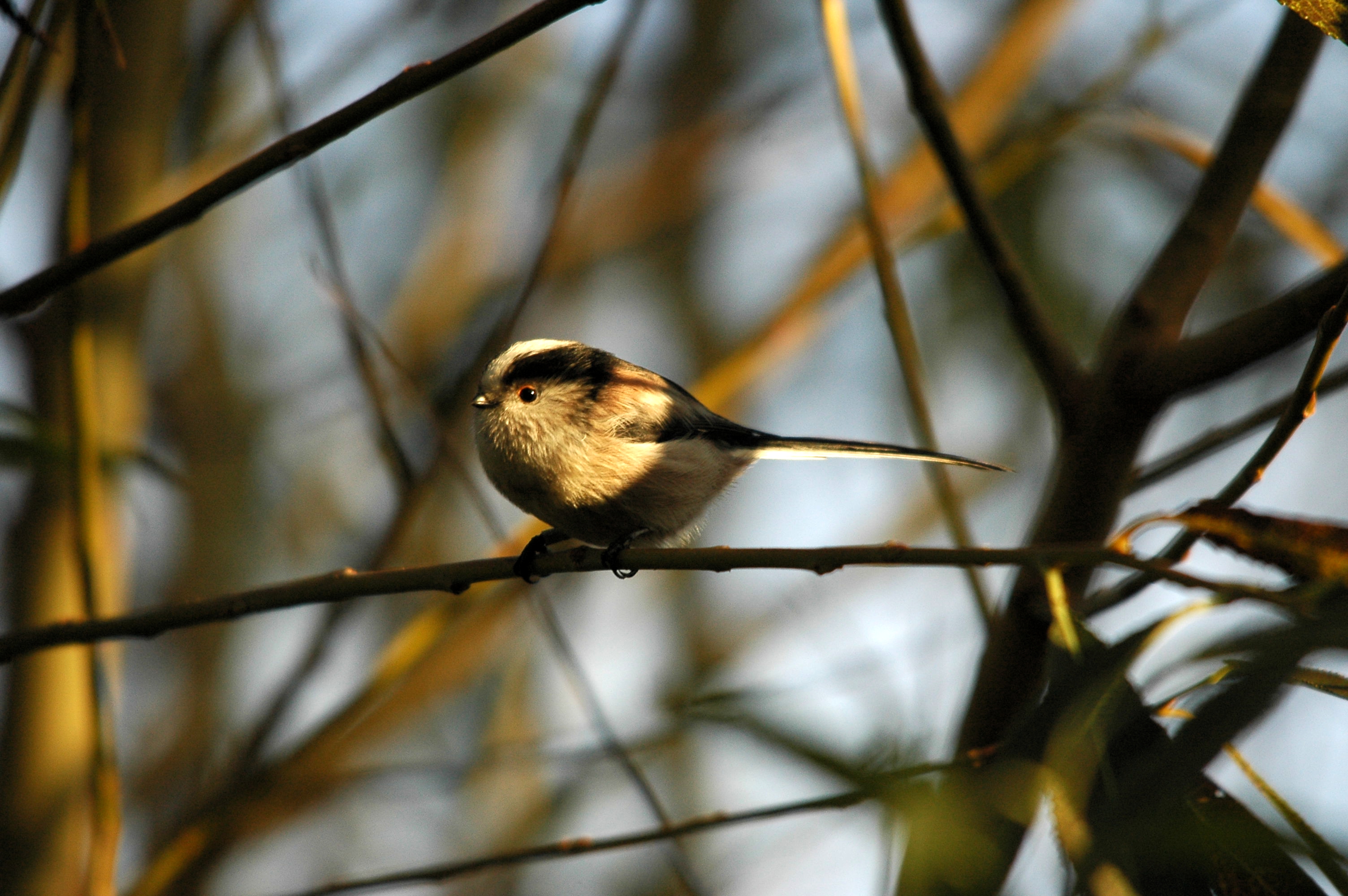 photos/wildlife/Bird_Species/166-Long-tailed_Tits/7583-Long-tailed_Tit/DSC_3599.JPG