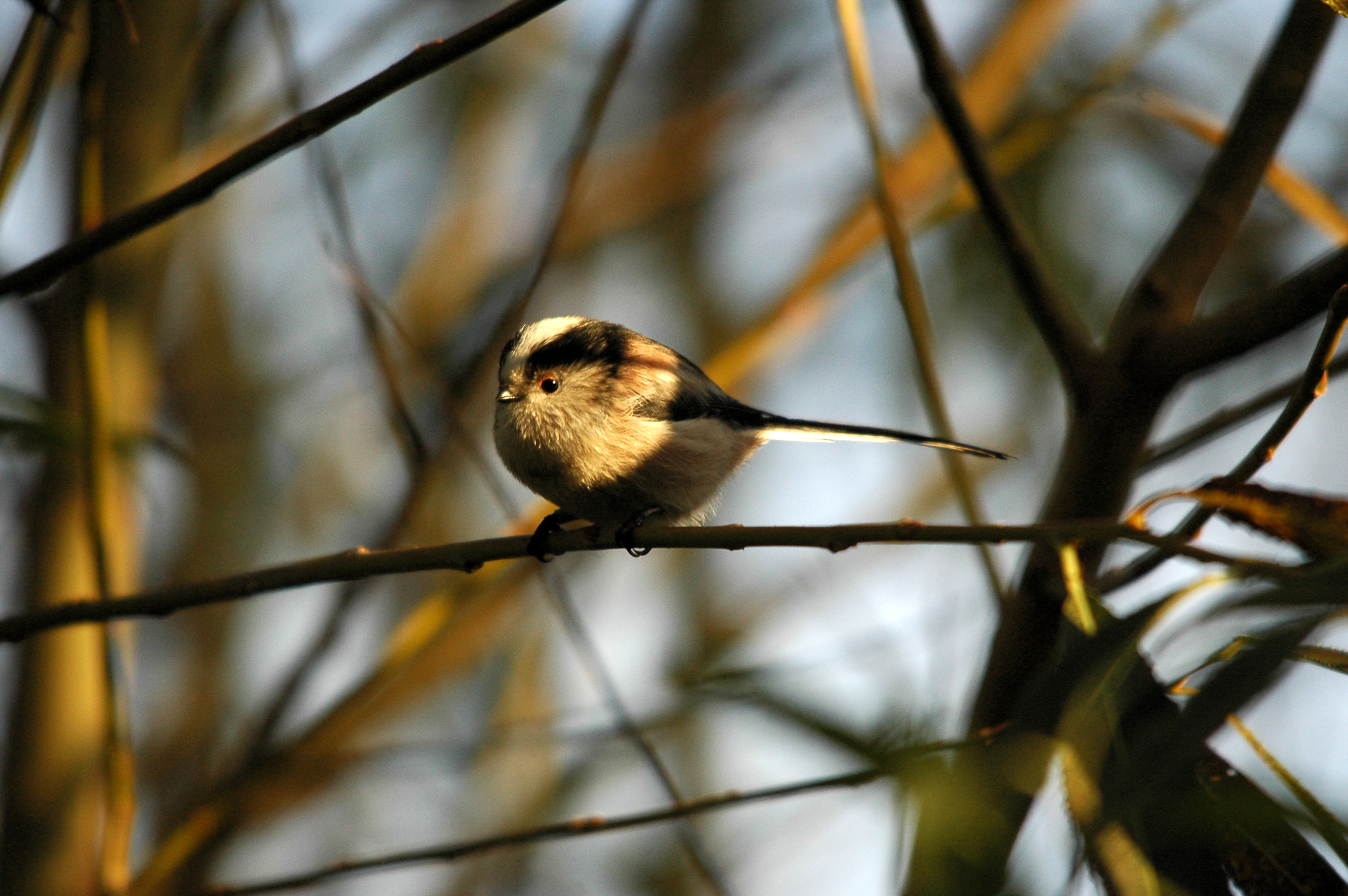 photos/wildlife/Bird_Species/166-Long-tailed_Tits/7583-Long-tailed_Tit/DSC_3600.JPG