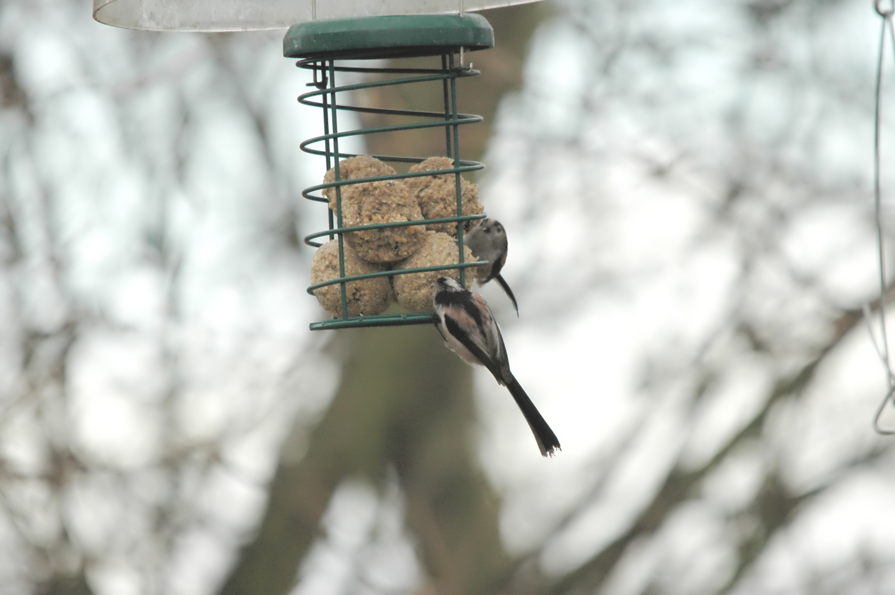 photos/wildlife/Bird_Species/166-Long-tailed_Tits/7583-Long-tailed_Tit/DSC_4654.JPG