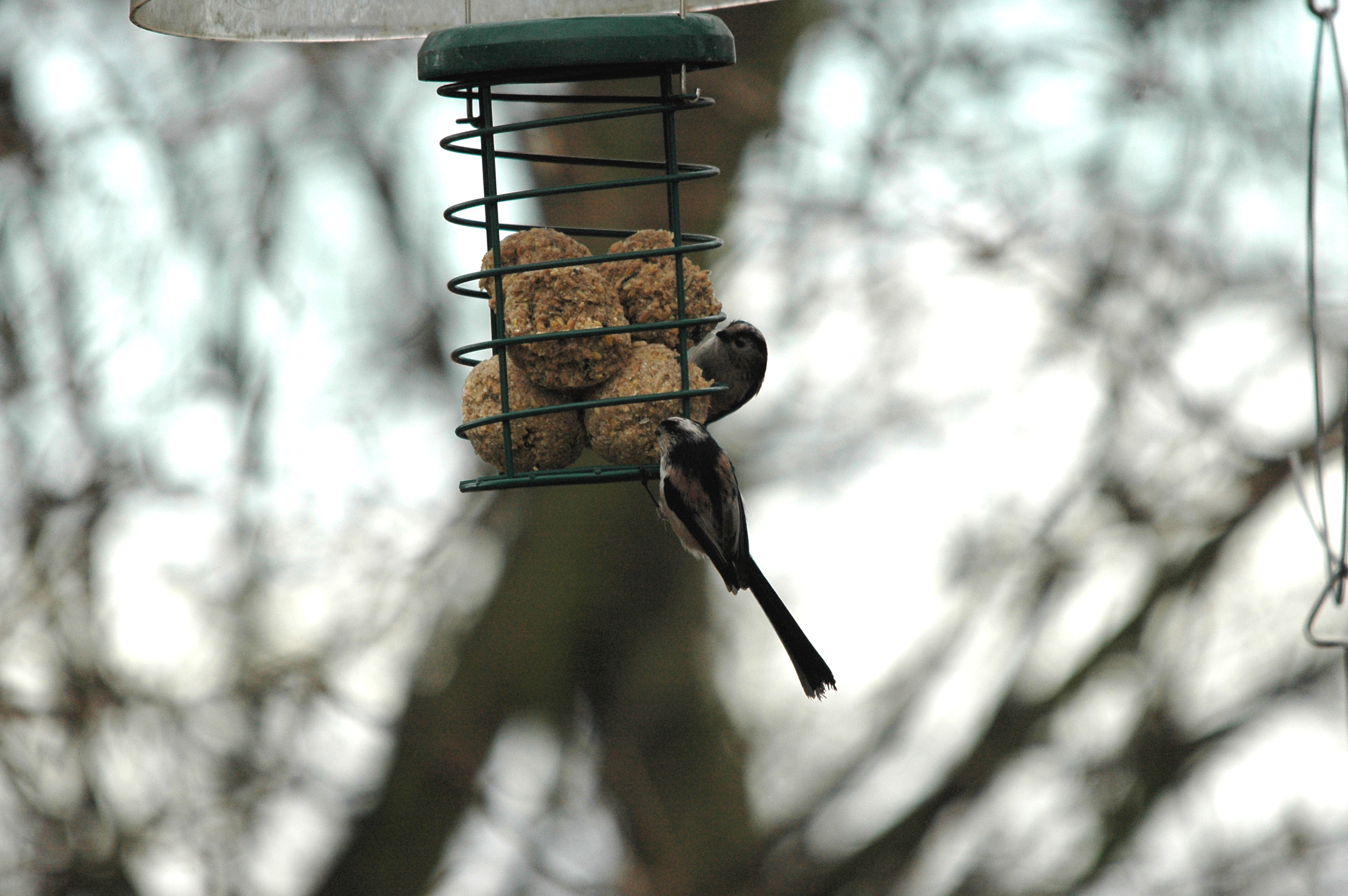 photos/wildlife/Bird_Species/166-Long-tailed_Tits/7583-Long-tailed_Tit/DSC_4655.JPG