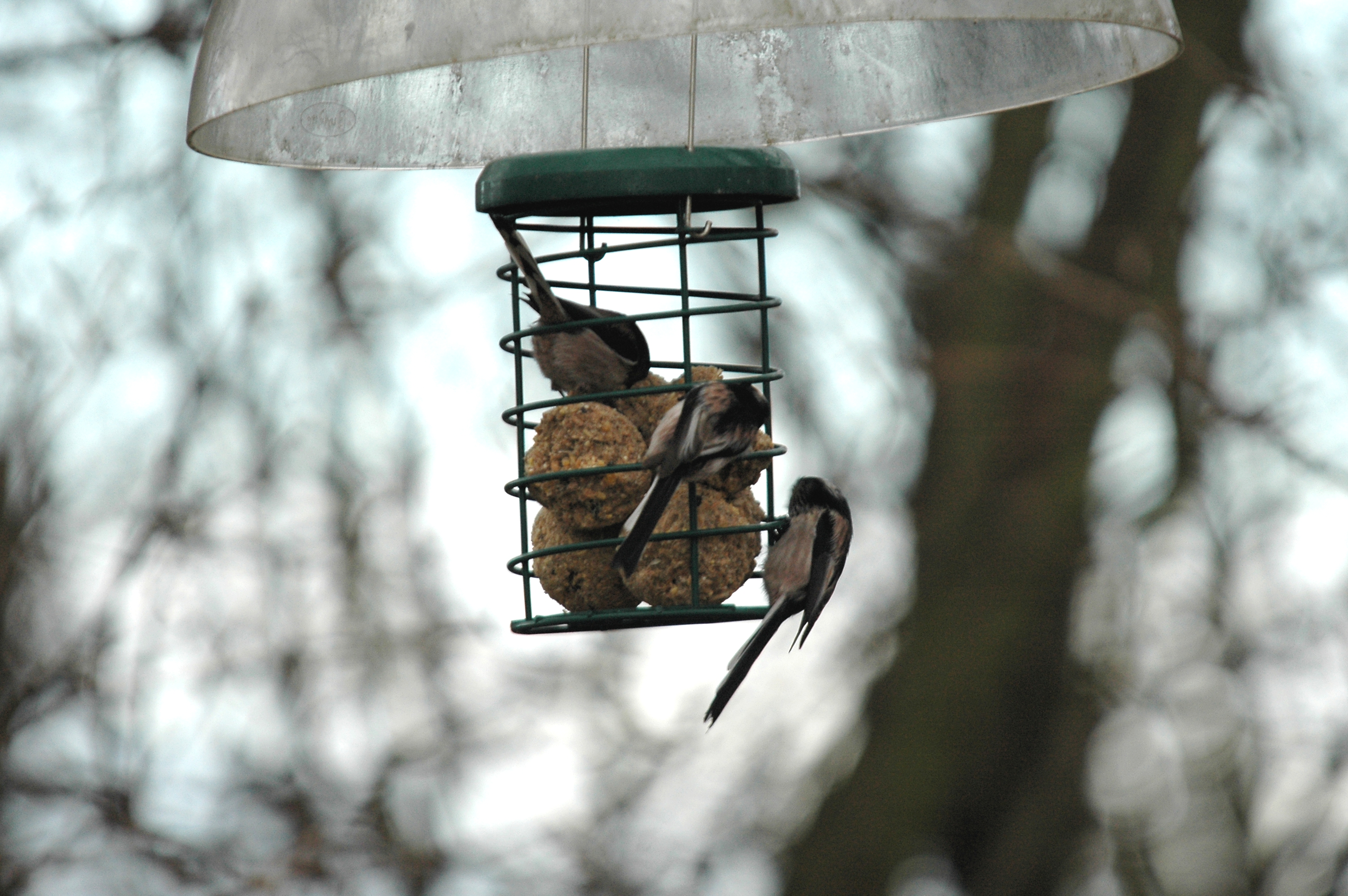photos/wildlife/Bird_Species/166-Long-tailed_Tits/7583-Long-tailed_Tit/DSC_4659.JPG
