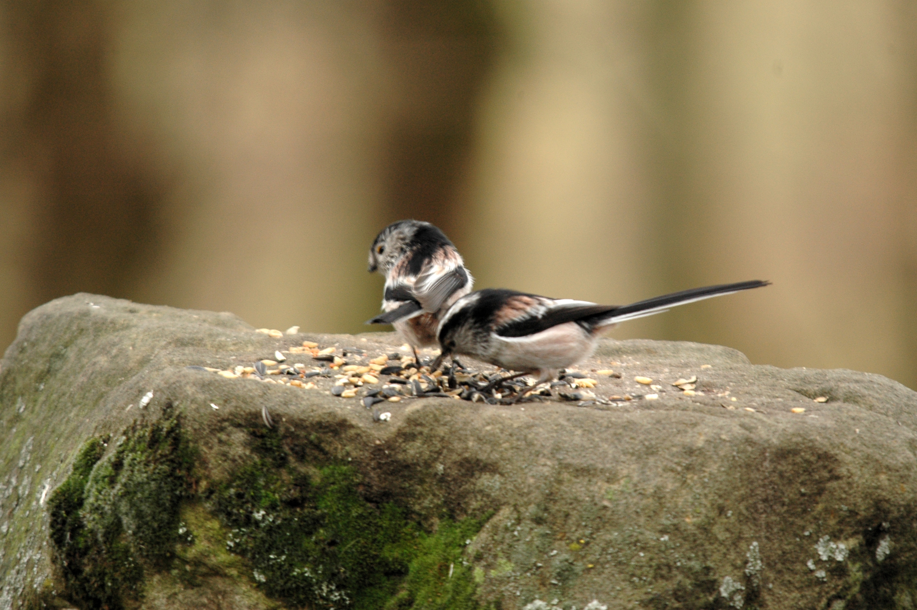 photos/wildlife/Bird_Species/166-Long-tailed_Tits/7583-Long-tailed_Tit/DSC_4664.JPG