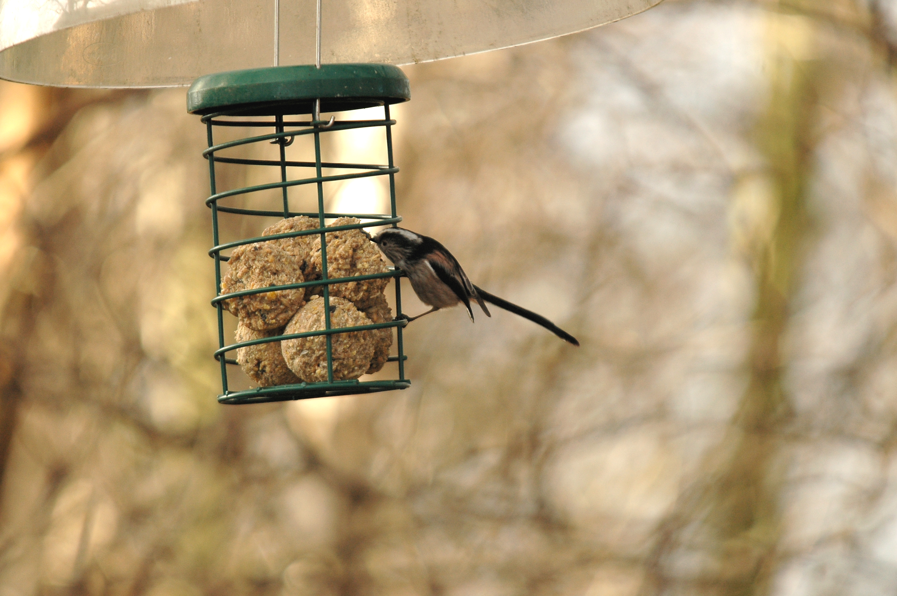 photos/wildlife/Bird_Species/166-Long-tailed_Tits/7583-Long-tailed_Tit/DSC_4703.JPG