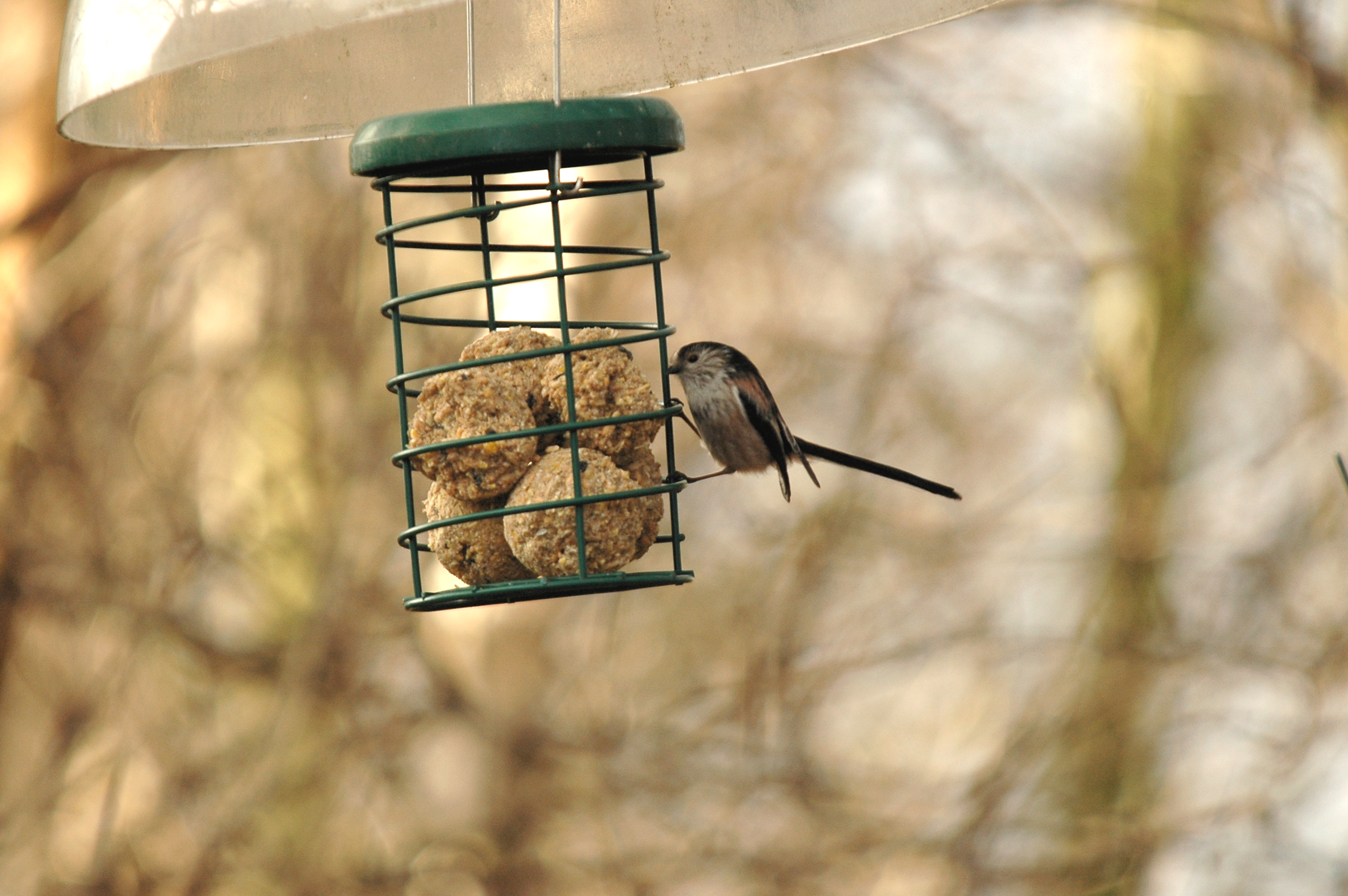photos/wildlife/Bird_Species/166-Long-tailed_Tits/7583-Long-tailed_Tit/DSC_4704.JPG