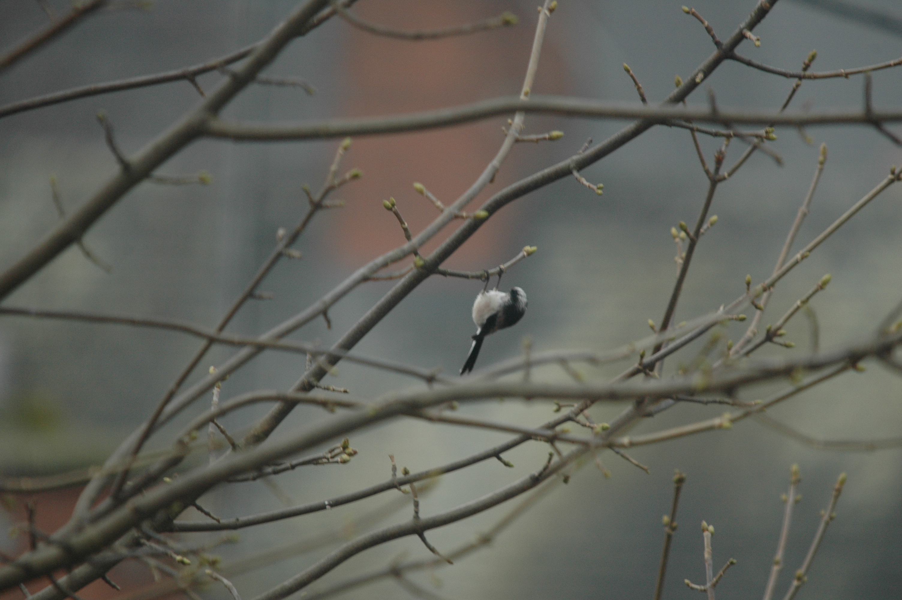 photos/wildlife/Bird_Species/166-Long-tailed_Tits/7583-Long-tailed_Tit/DSC_4812.JPG