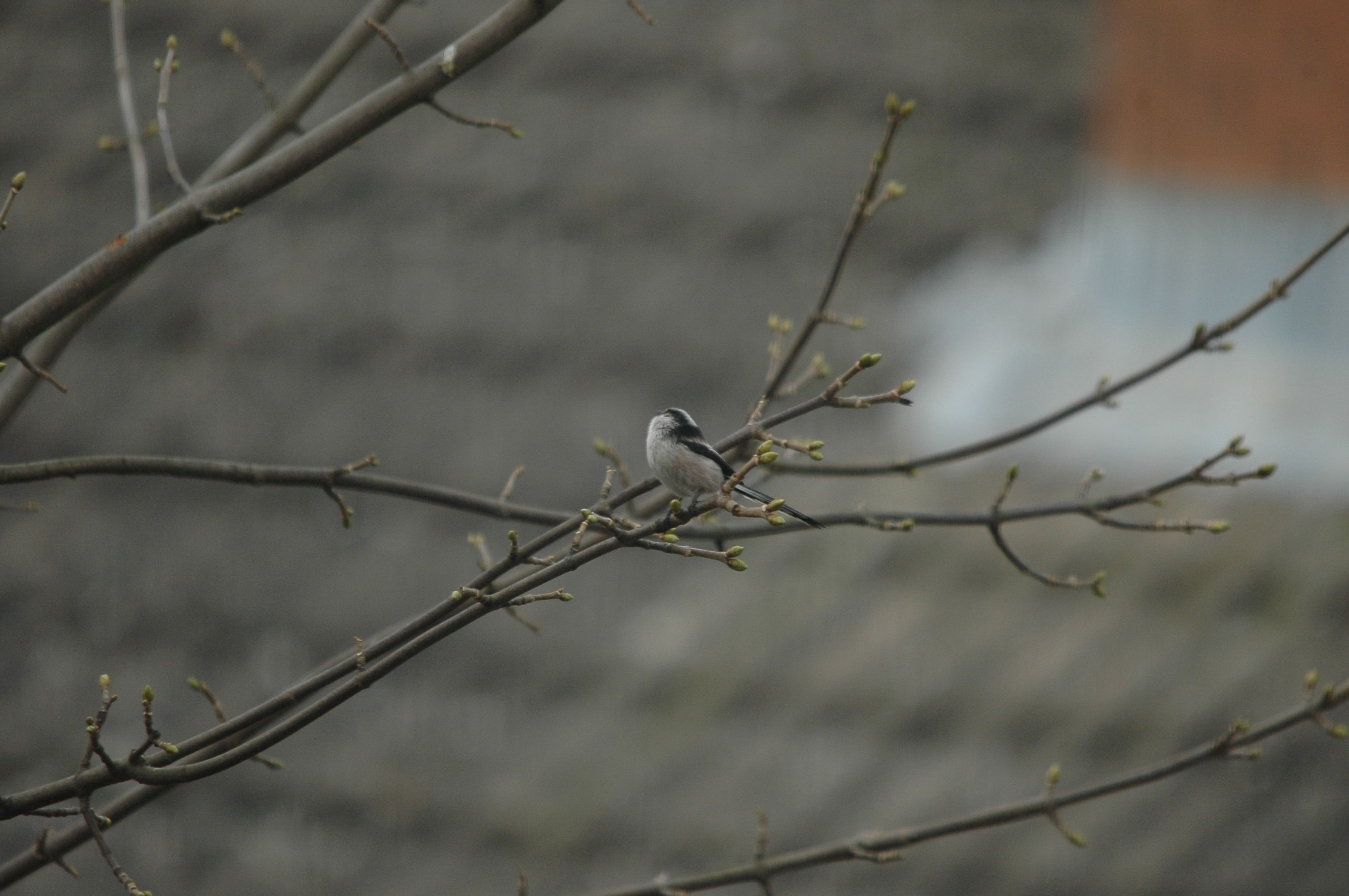 photos/wildlife/Bird_Species/166-Long-tailed_Tits/7583-Long-tailed_Tit/DSC_4814.JPG