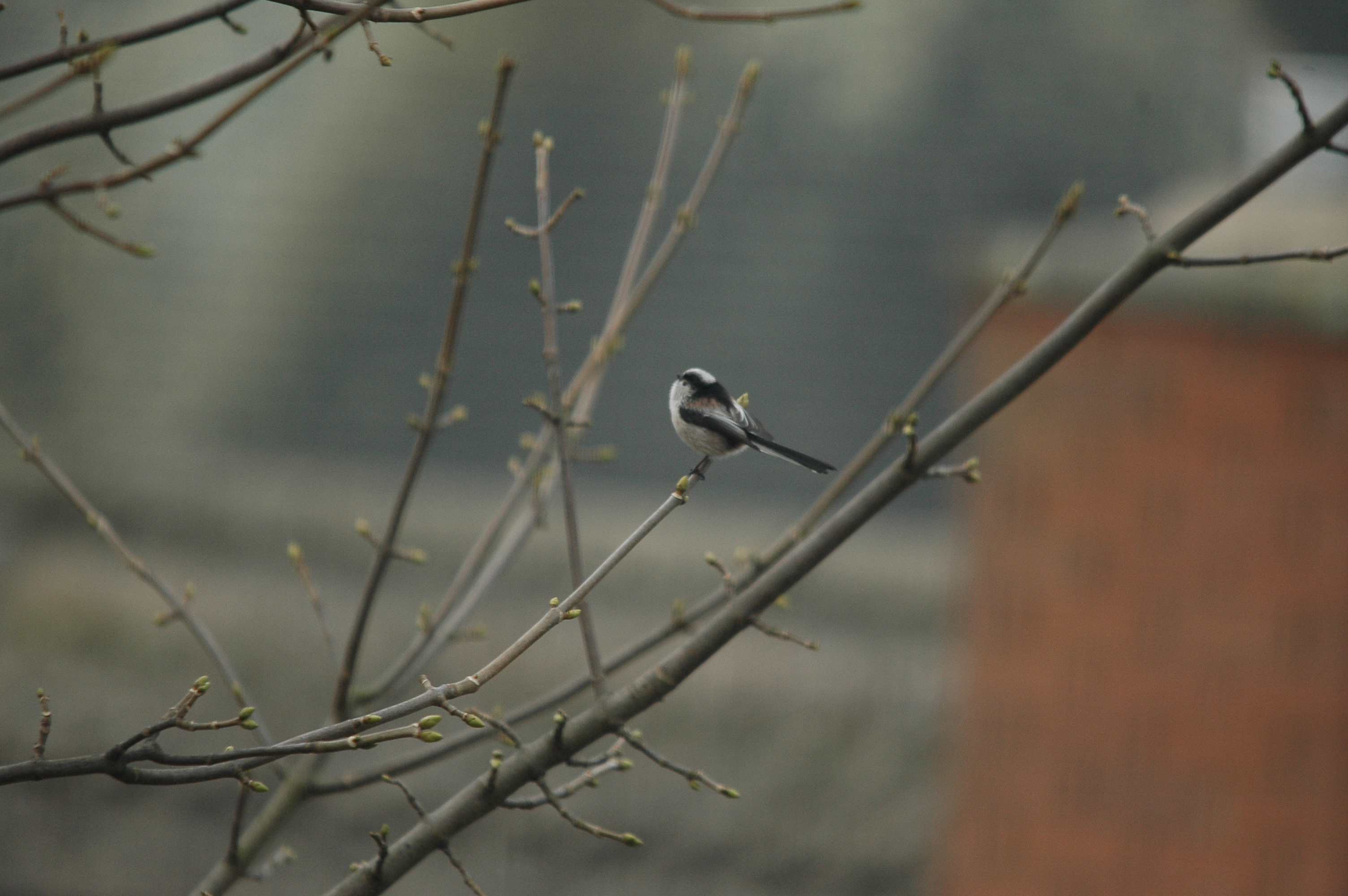 photos/wildlife/Bird_Species/166-Long-tailed_Tits/7583-Long-tailed_Tit/DSC_4815.JPG