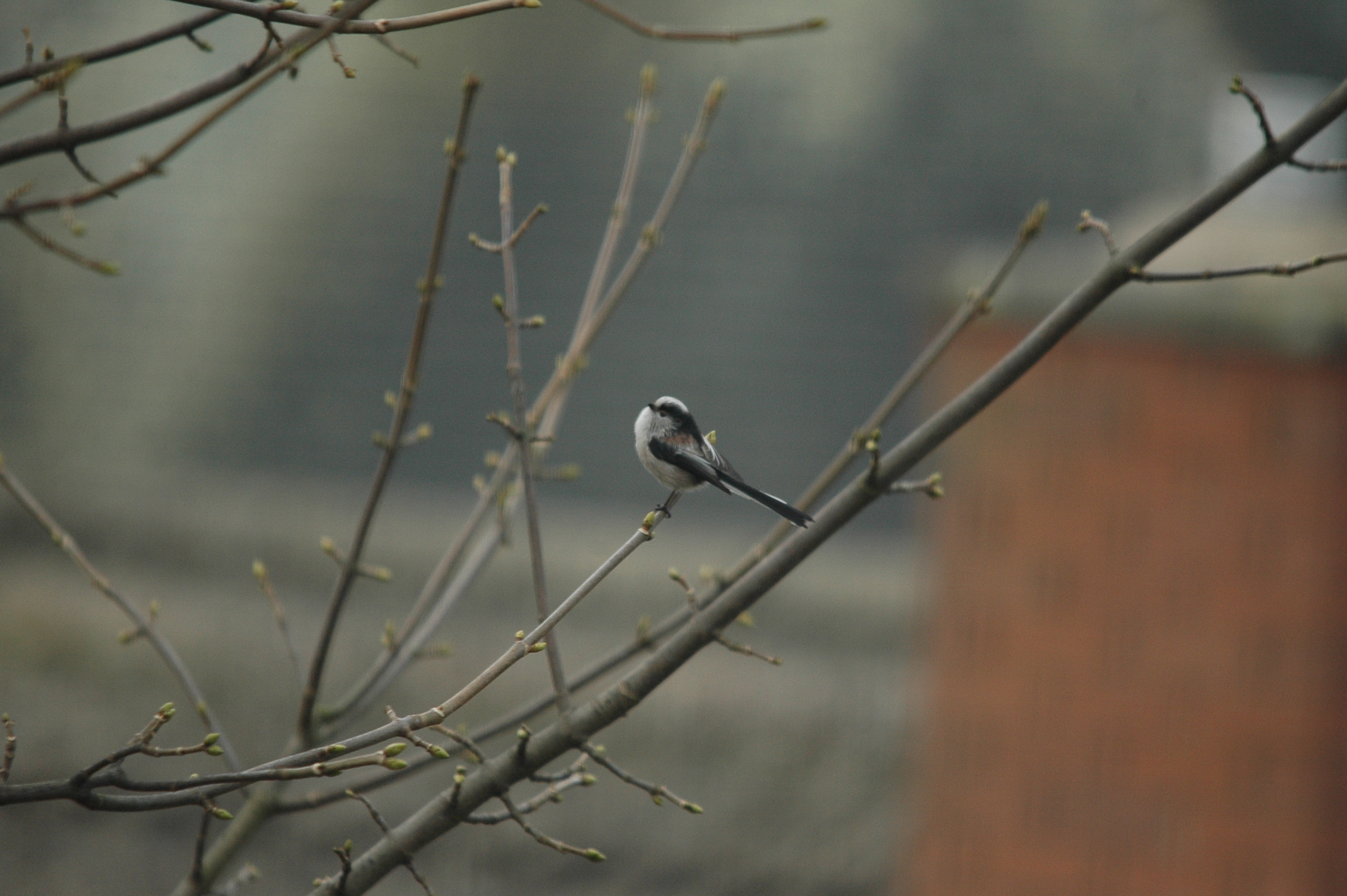 photos/wildlife/Bird_Species/166-Long-tailed_Tits/7583-Long-tailed_Tit/DSC_4816.JPG