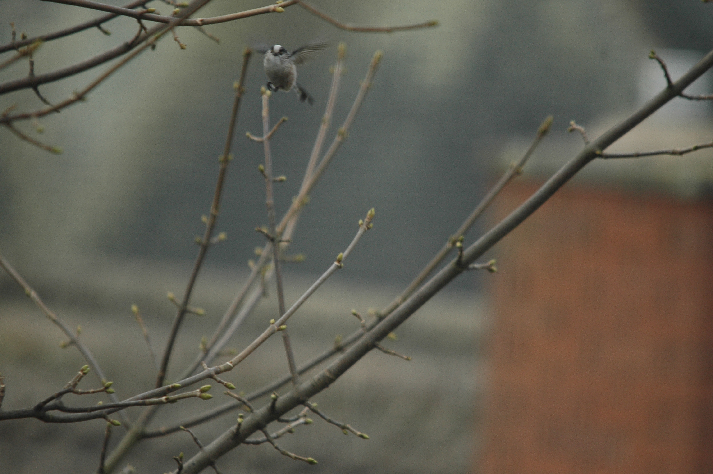 photos/wildlife/Bird_Species/166-Long-tailed_Tits/7583-Long-tailed_Tit/DSC_4817.JPG