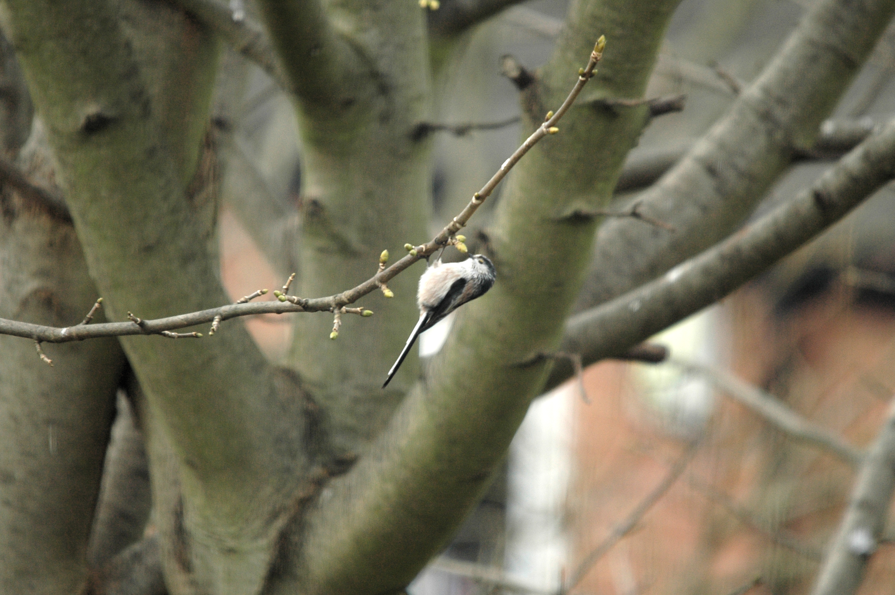 photos/wildlife/Bird_Species/166-Long-tailed_Tits/7583-Long-tailed_Tit/DSC_4819.JPG