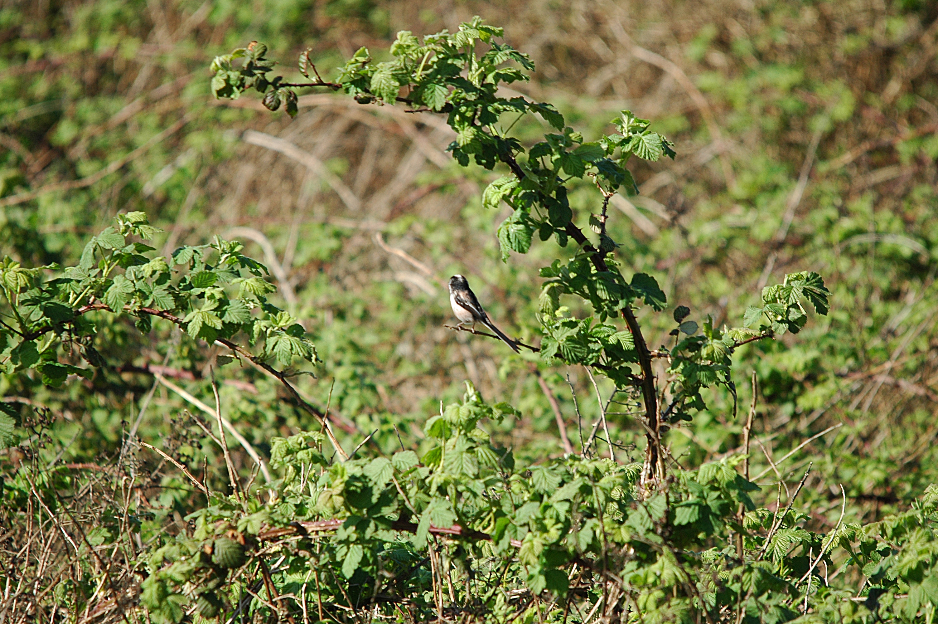 photos/wildlife/Bird_Species/166-Long-tailed_Tits/7583-Long-tailed_Tit/DSC_5532.JPG
