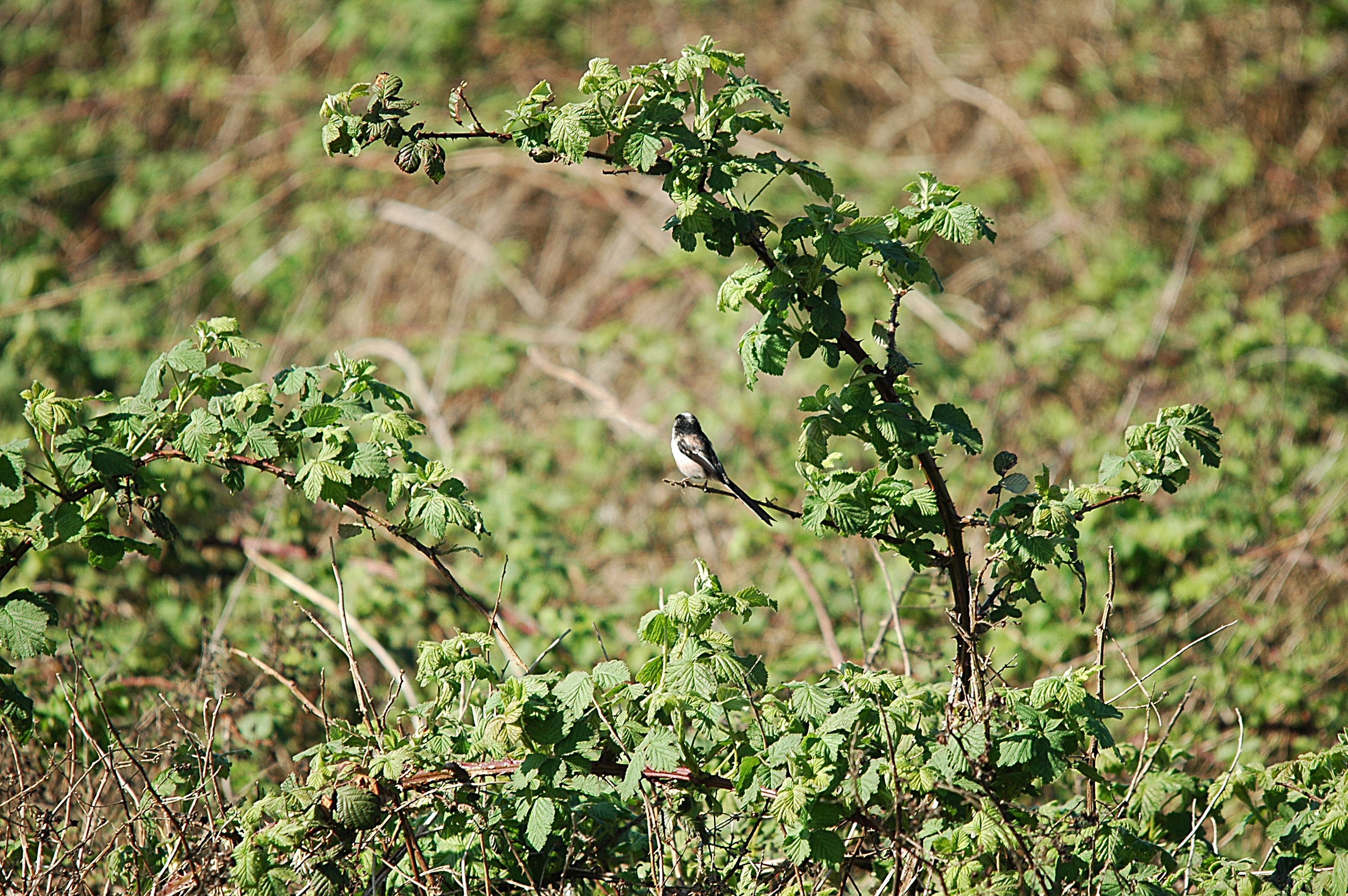 photos/wildlife/Bird_Species/166-Long-tailed_Tits/7583-Long-tailed_Tit/DSC_5534.JPG