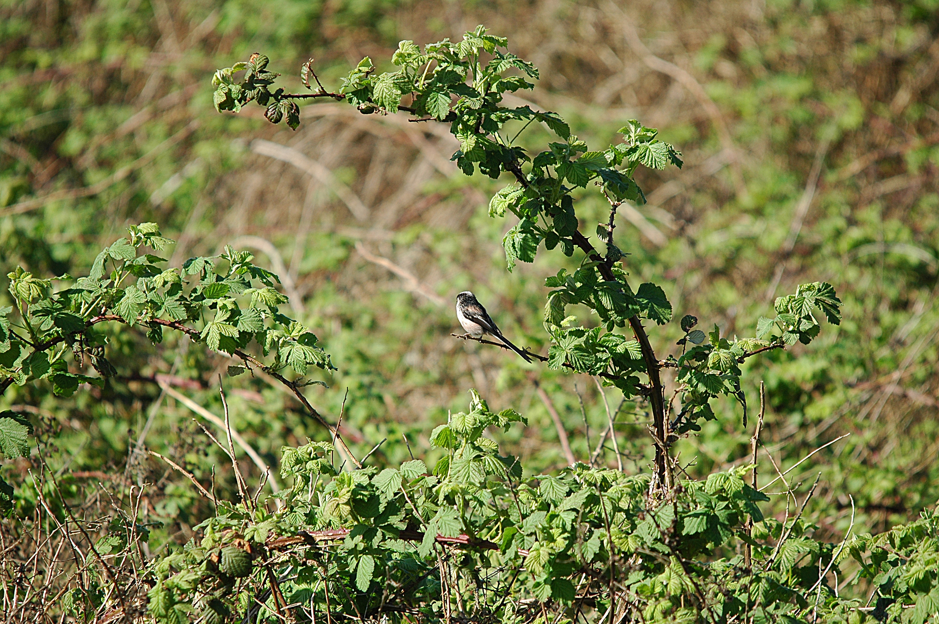 photos/wildlife/Bird_Species/166-Long-tailed_Tits/7583-Long-tailed_Tit/DSC_5535.JPG