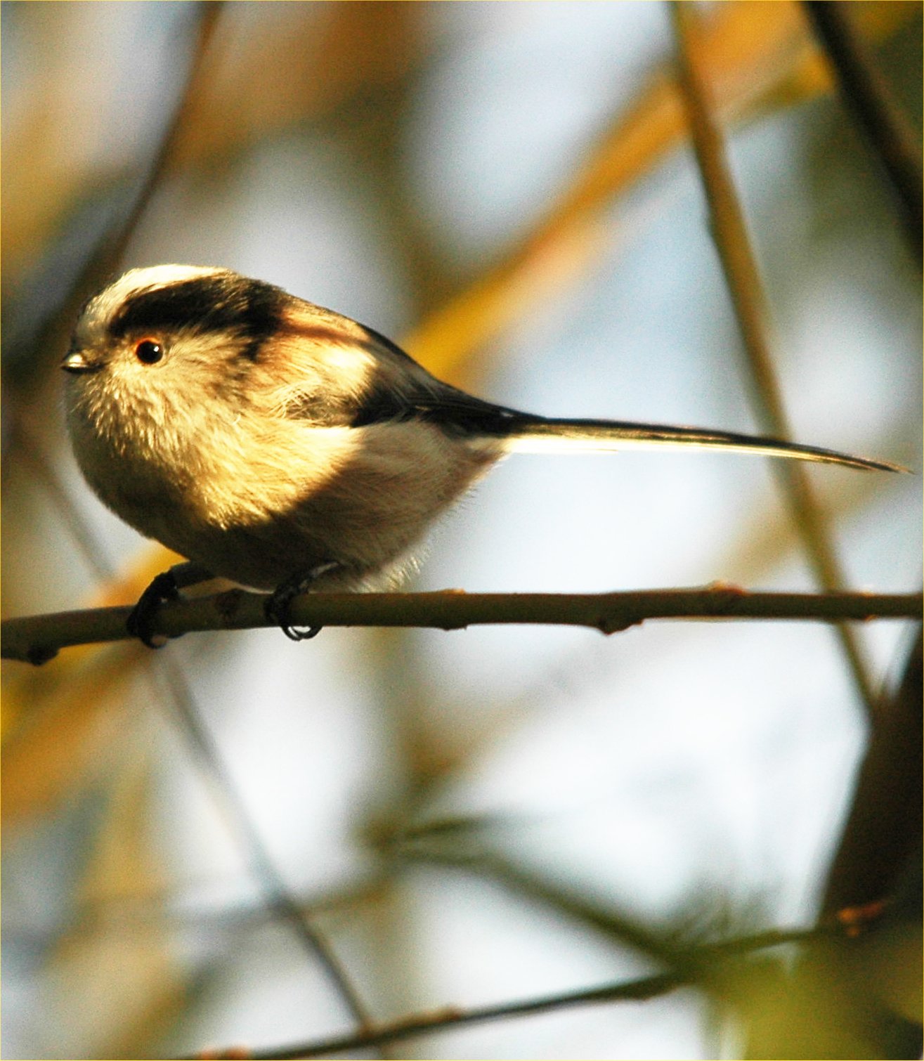 photos/wildlife/Bird_Species/166-Long-tailed_Tits/7583-Long-tailed_Tit/Dsc_3599_sm.jpg