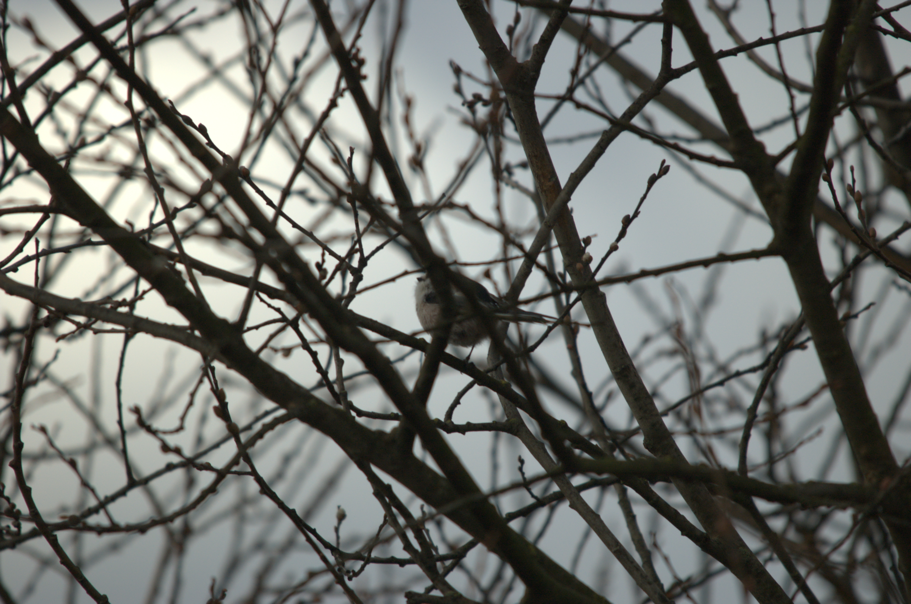 photos/wildlife/Bird_Species/166-Long-tailed_Tits/7583-Long-tailed_Tit/dsc_1828.jpeg