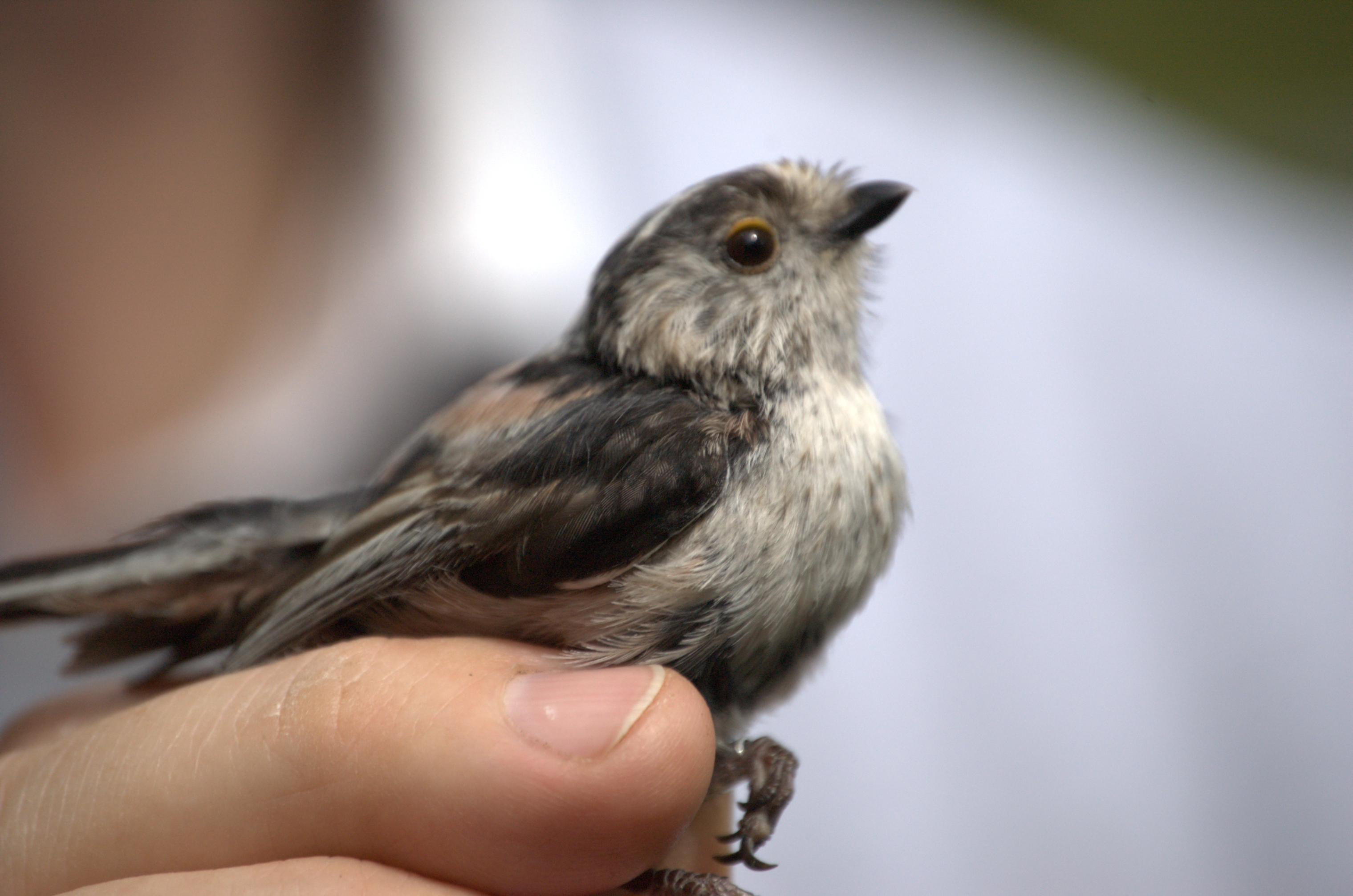 photos/wildlife/Bird_Species/166-Long-tailed_Tits/7583-Long-tailed_Tit/dsc_2096.jpg
