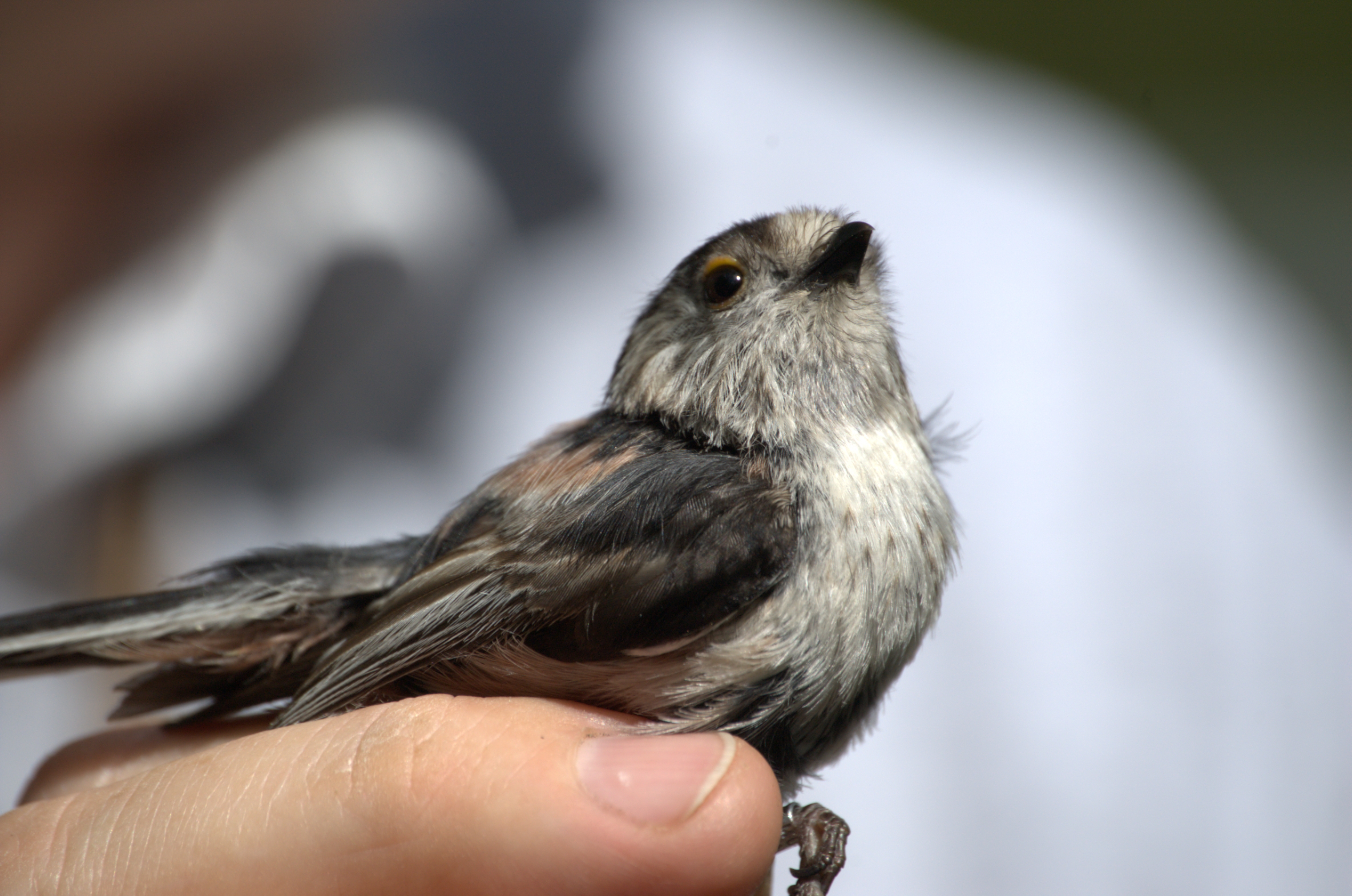 photos/wildlife/Bird_Species/166-Long-tailed_Tits/7583-Long-tailed_Tit/dsc_2098.jpg