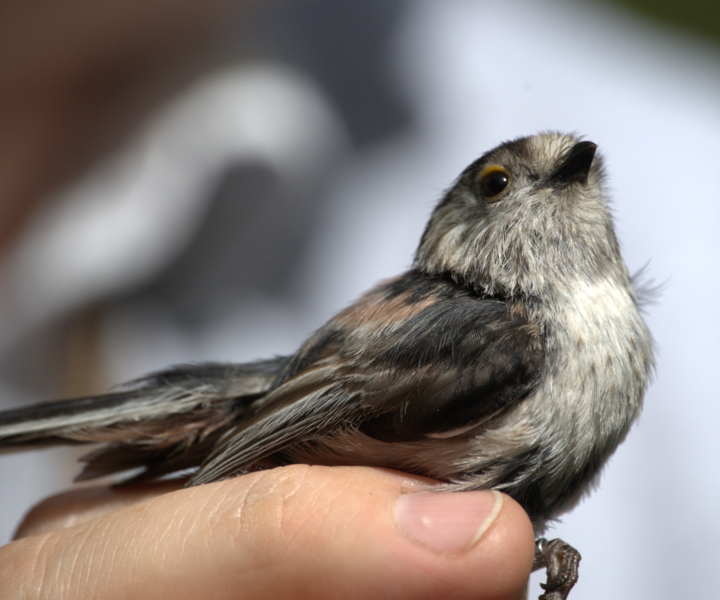 photos/wildlife/Bird_Species/166-Long-tailed_Tits/7583-Long-tailed_Tit/dsc_2098_sm.jpeg