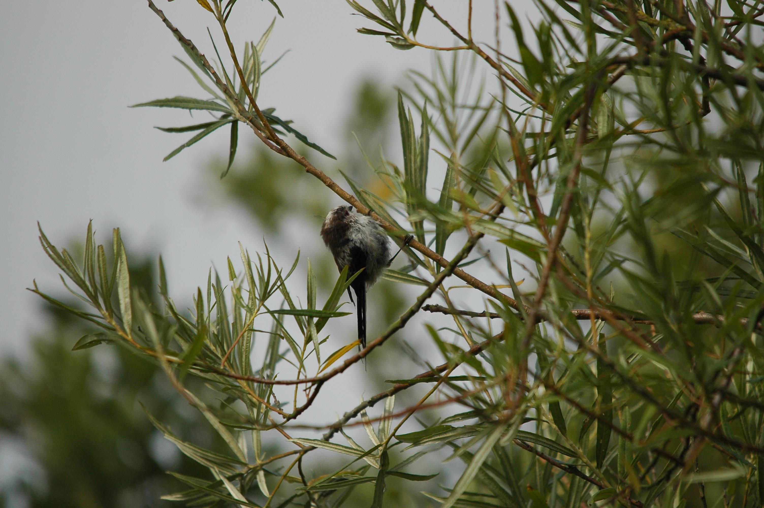 photos/wildlife/Bird_Species/166-Long-tailed_Tits/7583-Long-tailed_Tit/dsc_2892.jpg