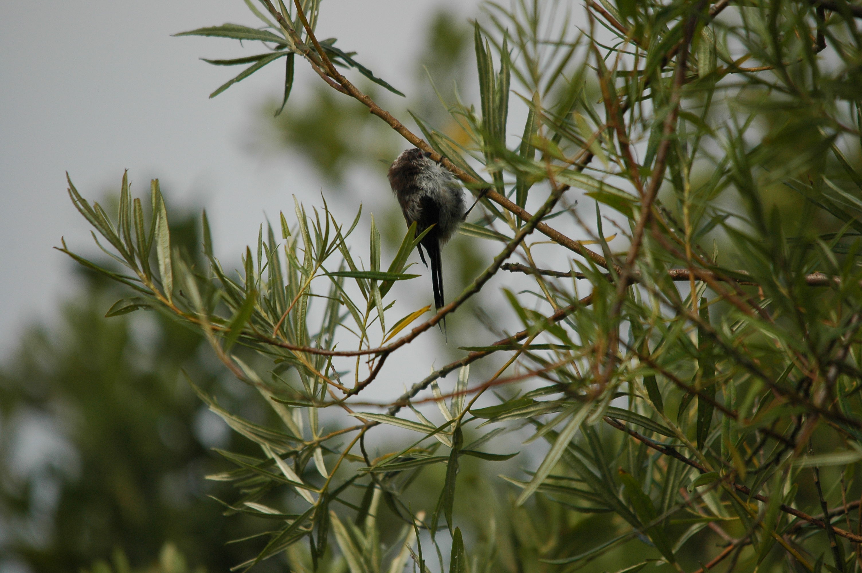 photos/wildlife/Bird_Species/166-Long-tailed_Tits/7583-Long-tailed_Tit/dsc_2893.jpg