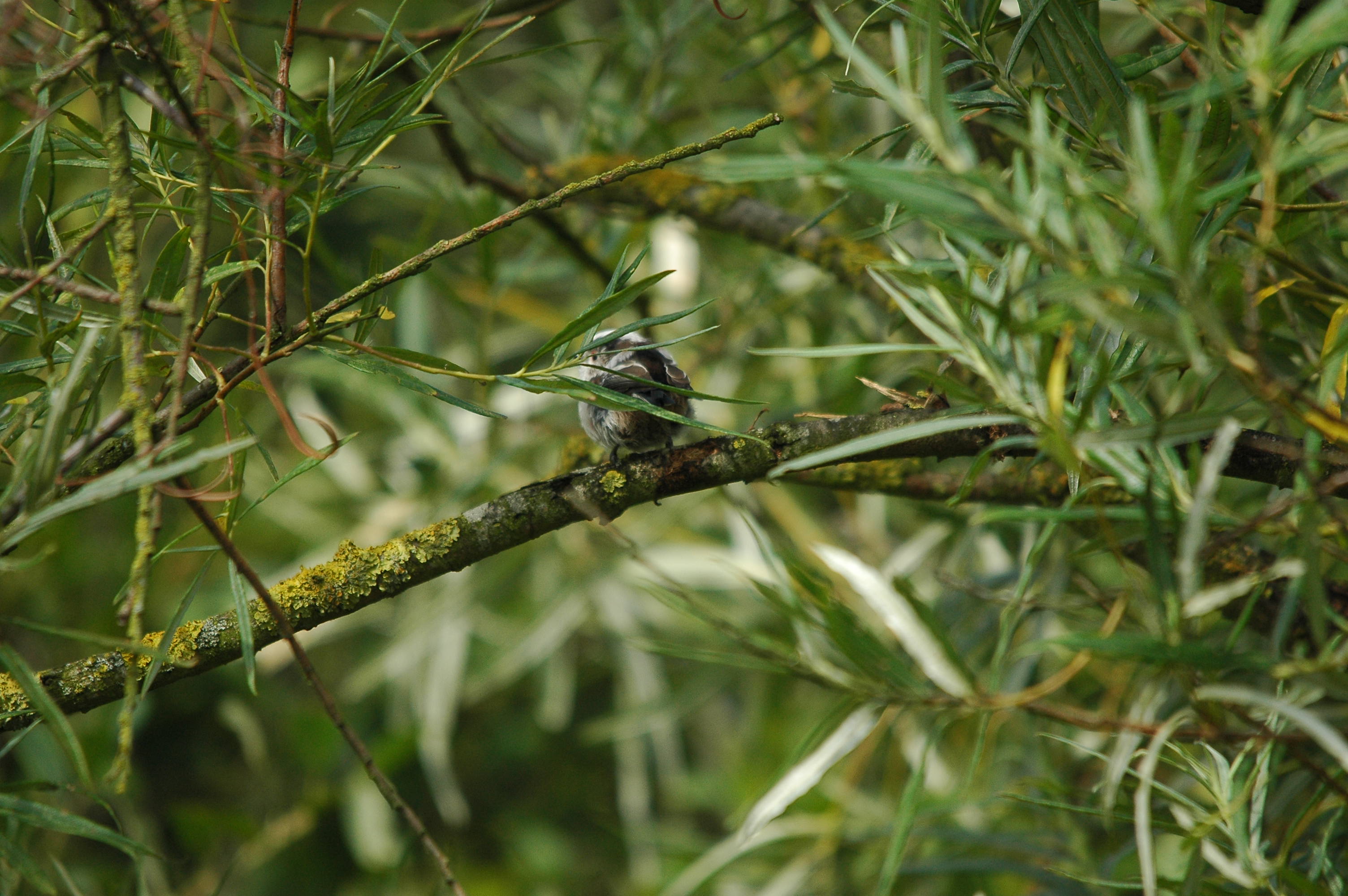 photos/wildlife/Bird_Species/166-Long-tailed_Tits/7583-Long-tailed_Tit/dsc_2895.jpg