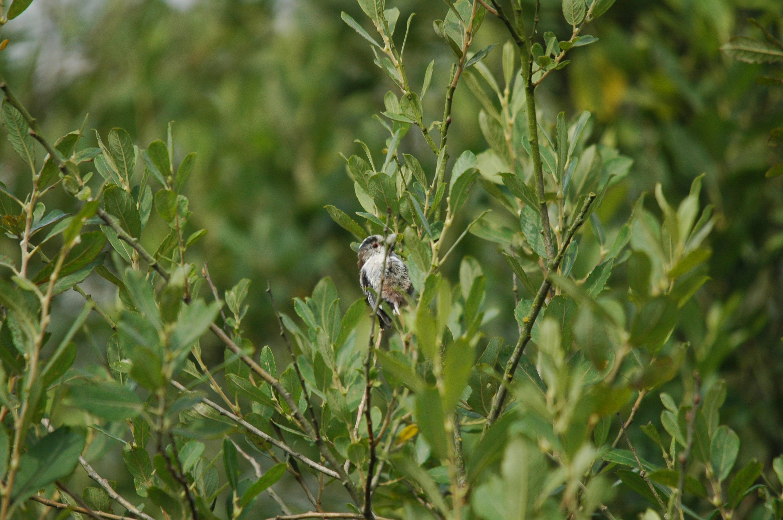 photos/wildlife/Bird_Species/166-Long-tailed_Tits/7583-Long-tailed_Tit/dsc_2898.jpg