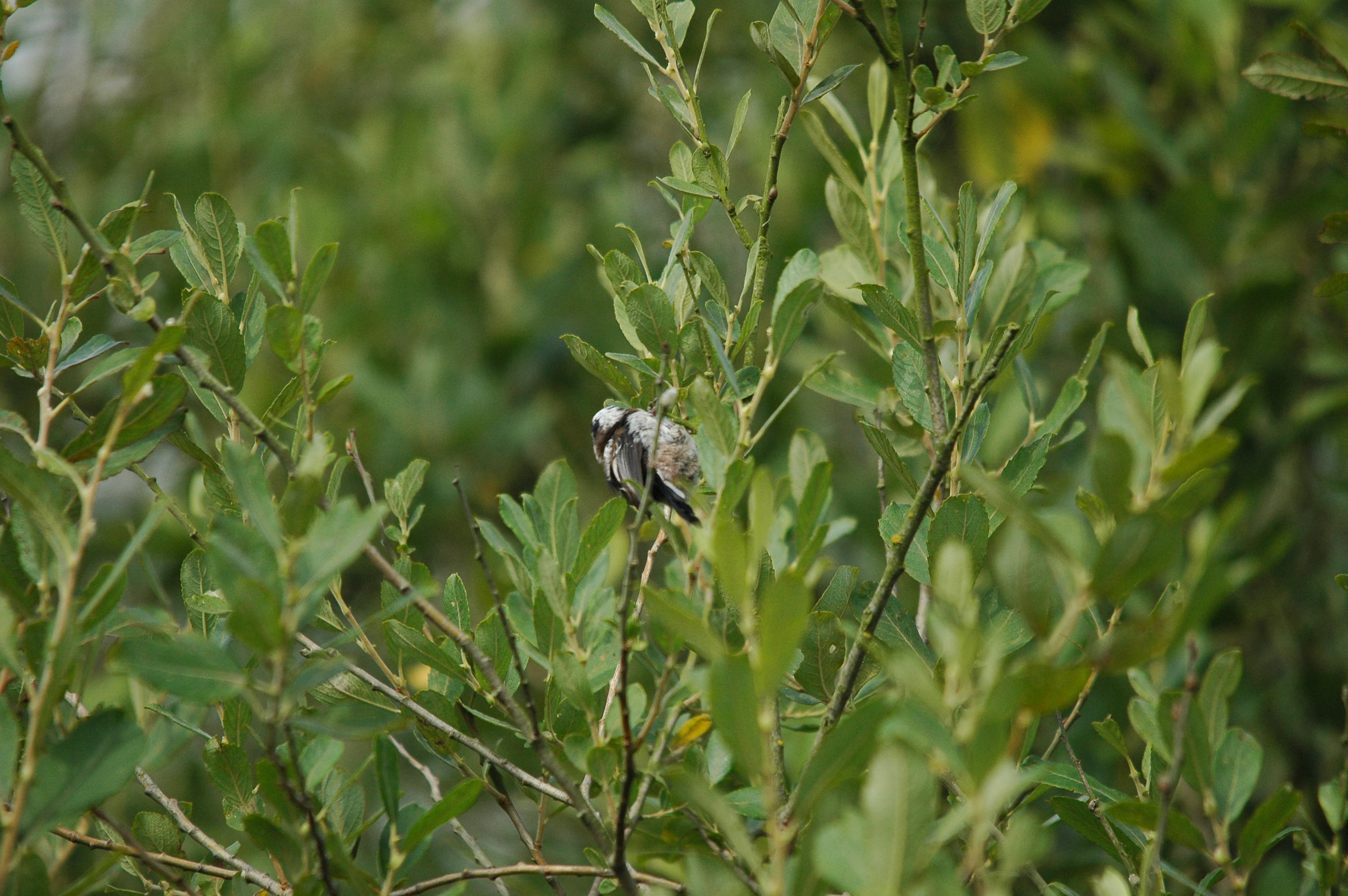 photos/wildlife/Bird_Species/166-Long-tailed_Tits/7583-Long-tailed_Tit/dsc_2901.jpg