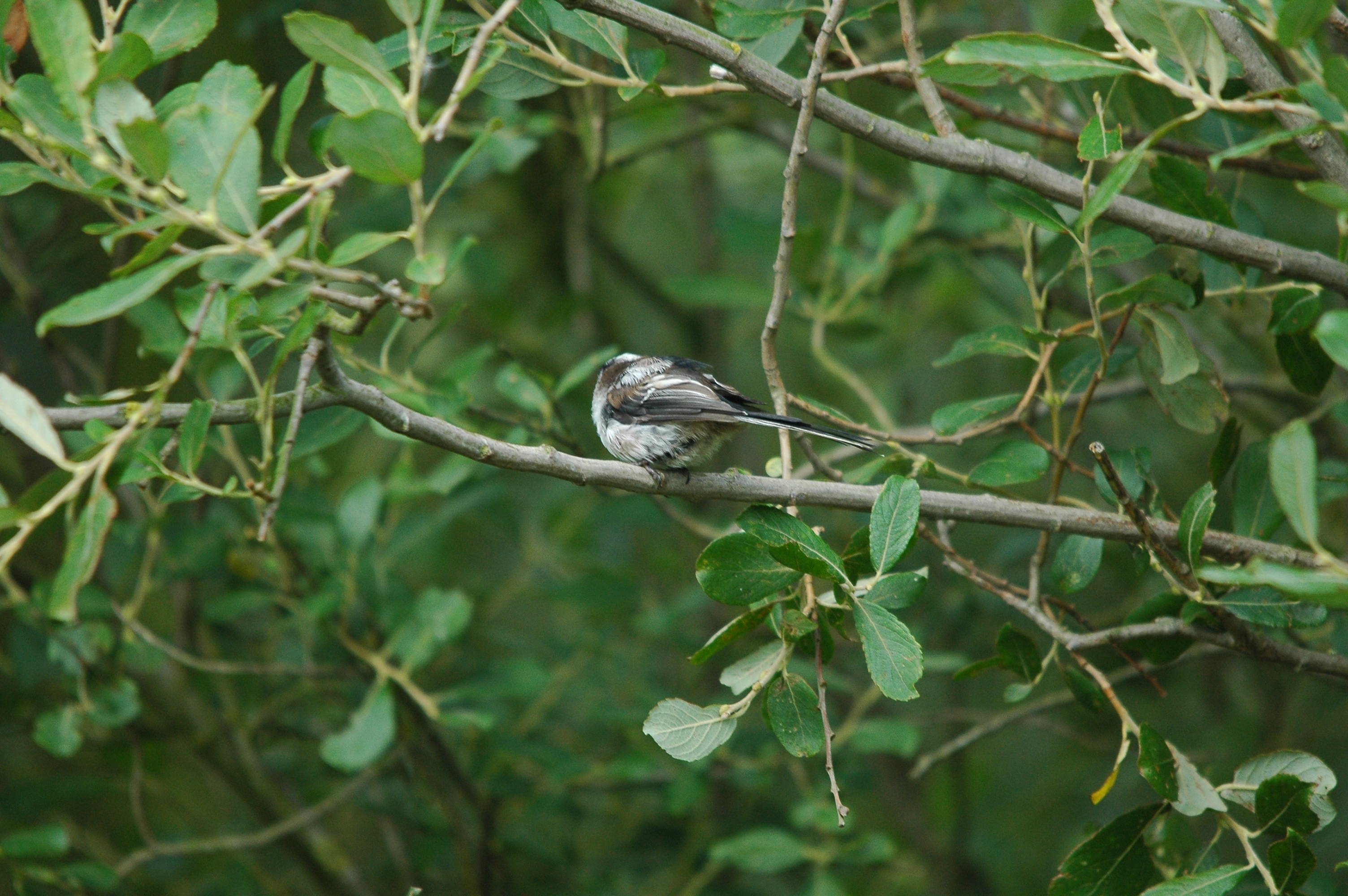 photos/wildlife/Bird_Species/166-Long-tailed_Tits/7583-Long-tailed_Tit/dsc_2903.jpg