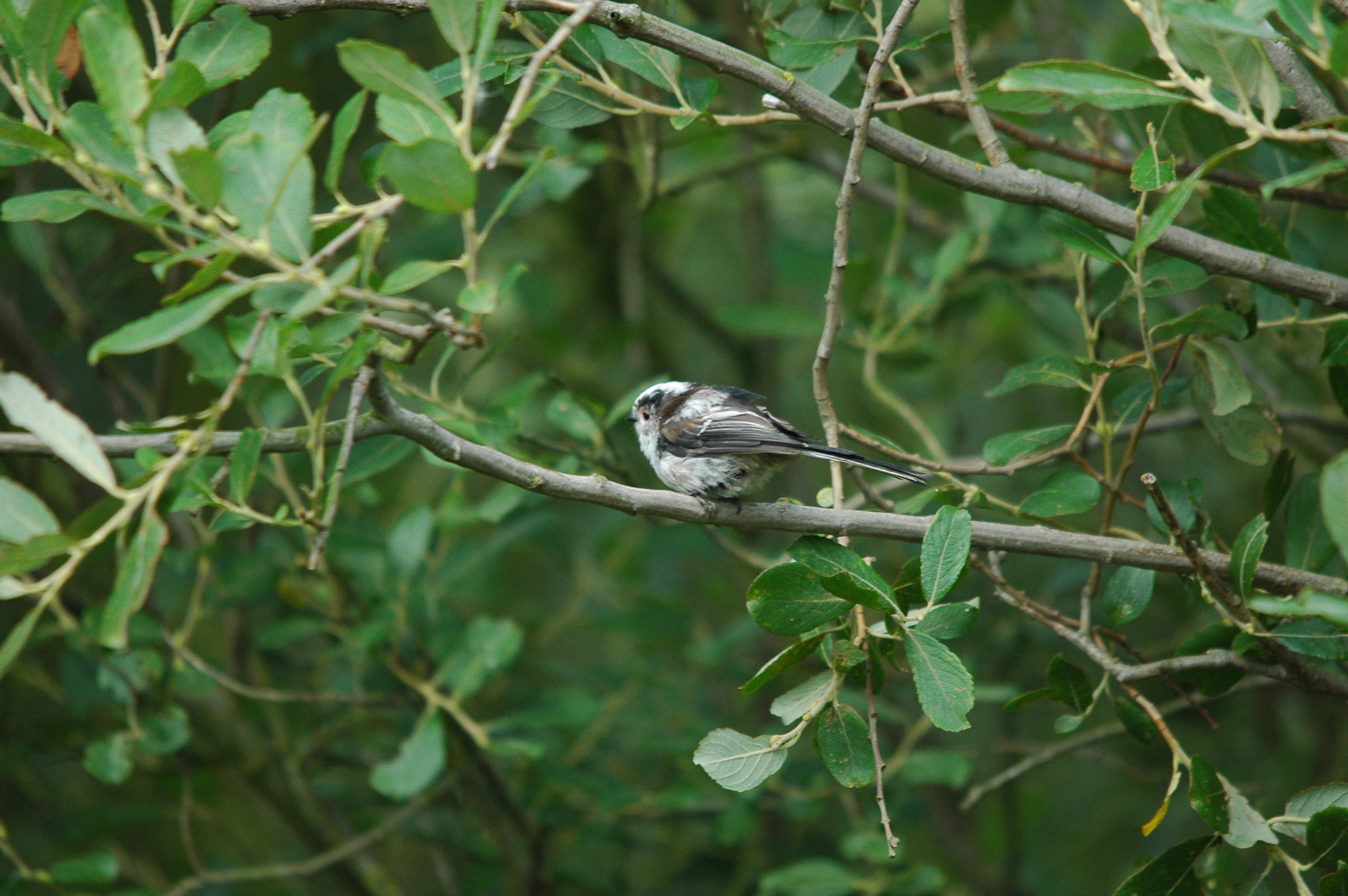 photos/wildlife/Bird_Species/166-Long-tailed_Tits/7583-Long-tailed_Tit/dsc_2904.jpg
