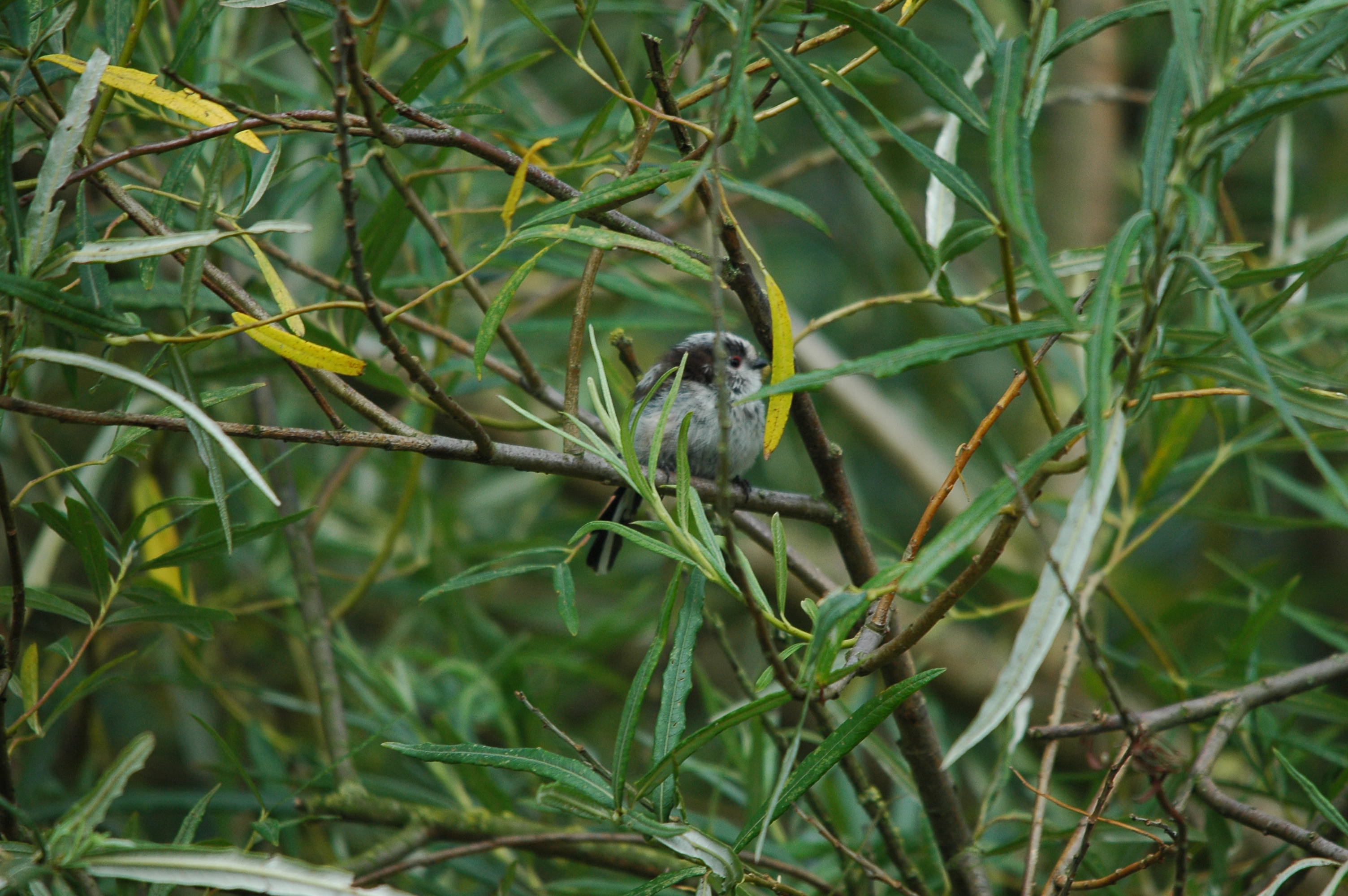photos/wildlife/Bird_Species/166-Long-tailed_Tits/7583-Long-tailed_Tit/dsc_2907.jpg