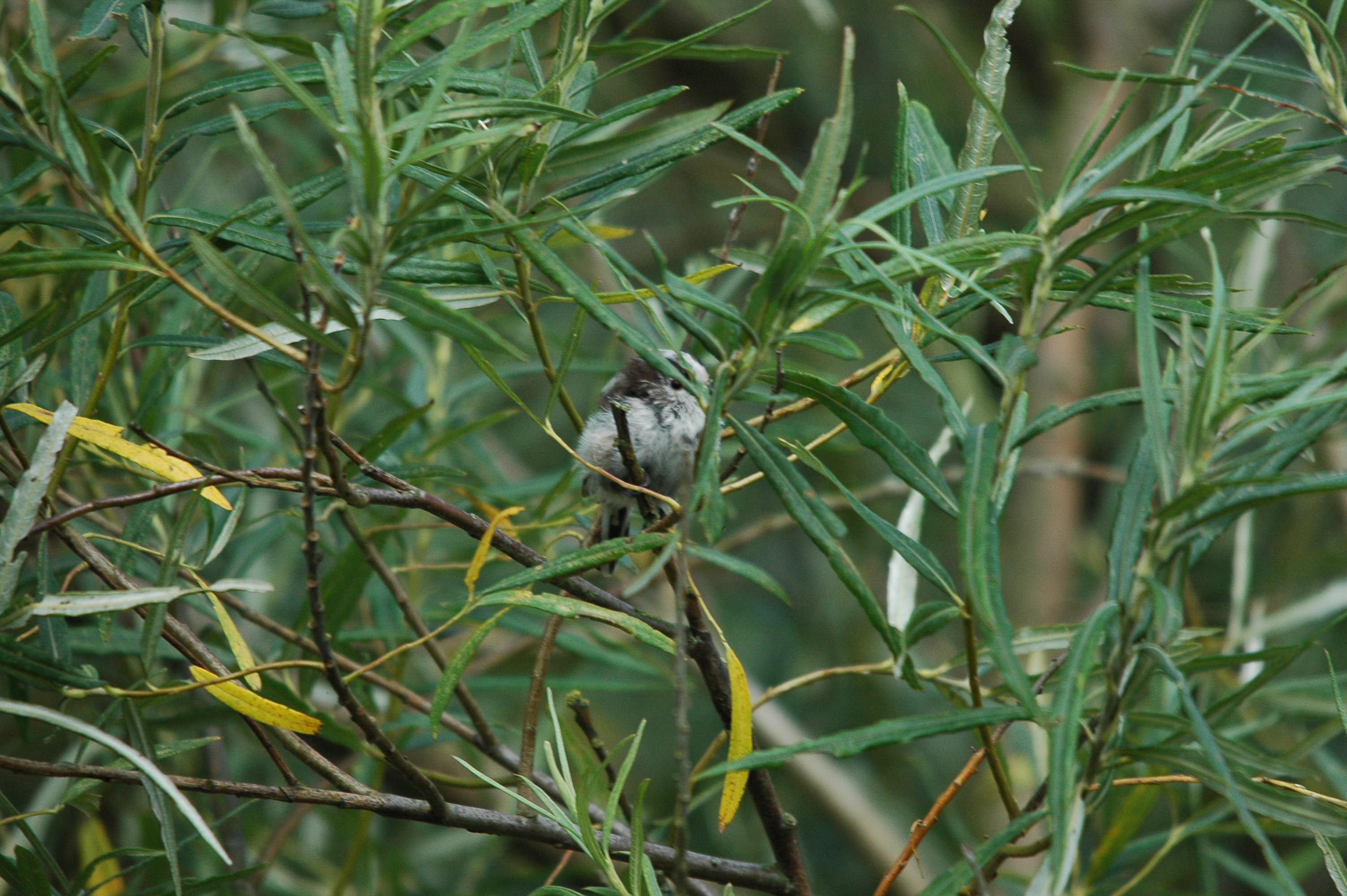 photos/wildlife/Bird_Species/166-Long-tailed_Tits/7583-Long-tailed_Tit/dsc_2910.jpg
