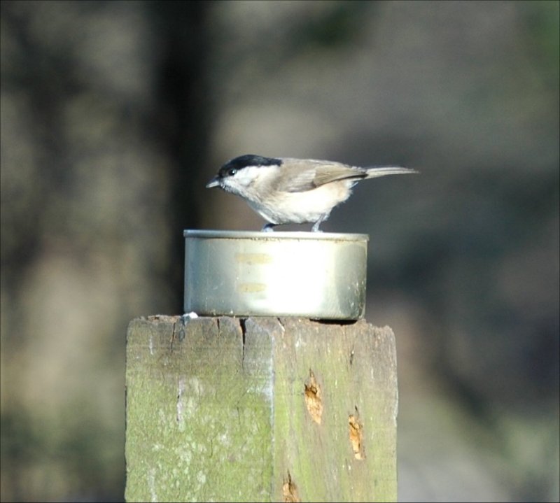 photos/wildlife/Bird_Species/168-Tits-Chickadees/7610-Marsh_Tit/20060217-Wellbeck-01-small.jpg