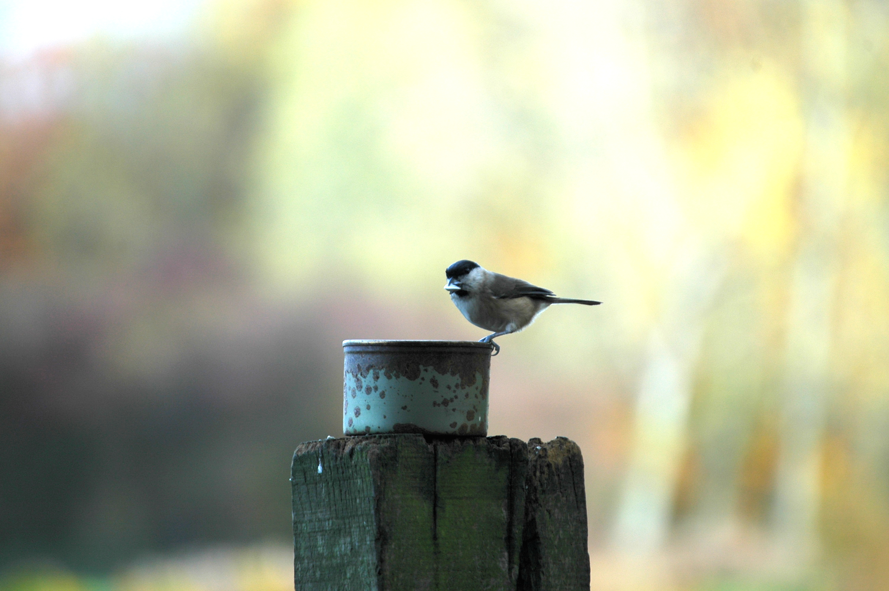 photos/wildlife/Bird_Species/168-Tits-Chickadees/7610-Marsh_Tit/DSC_3896.JPG