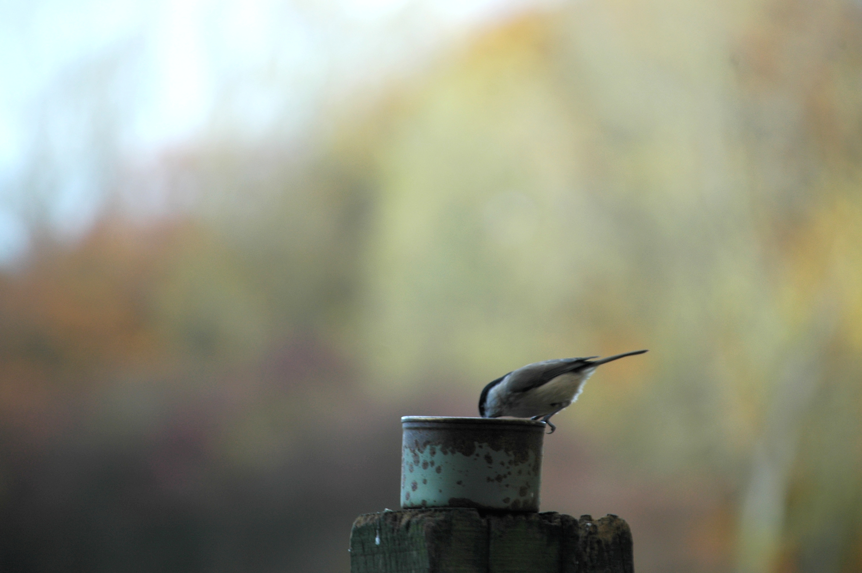 photos/wildlife/Bird_Species/168-Tits-Chickadees/7610-Marsh_Tit/DSC_3913.JPG