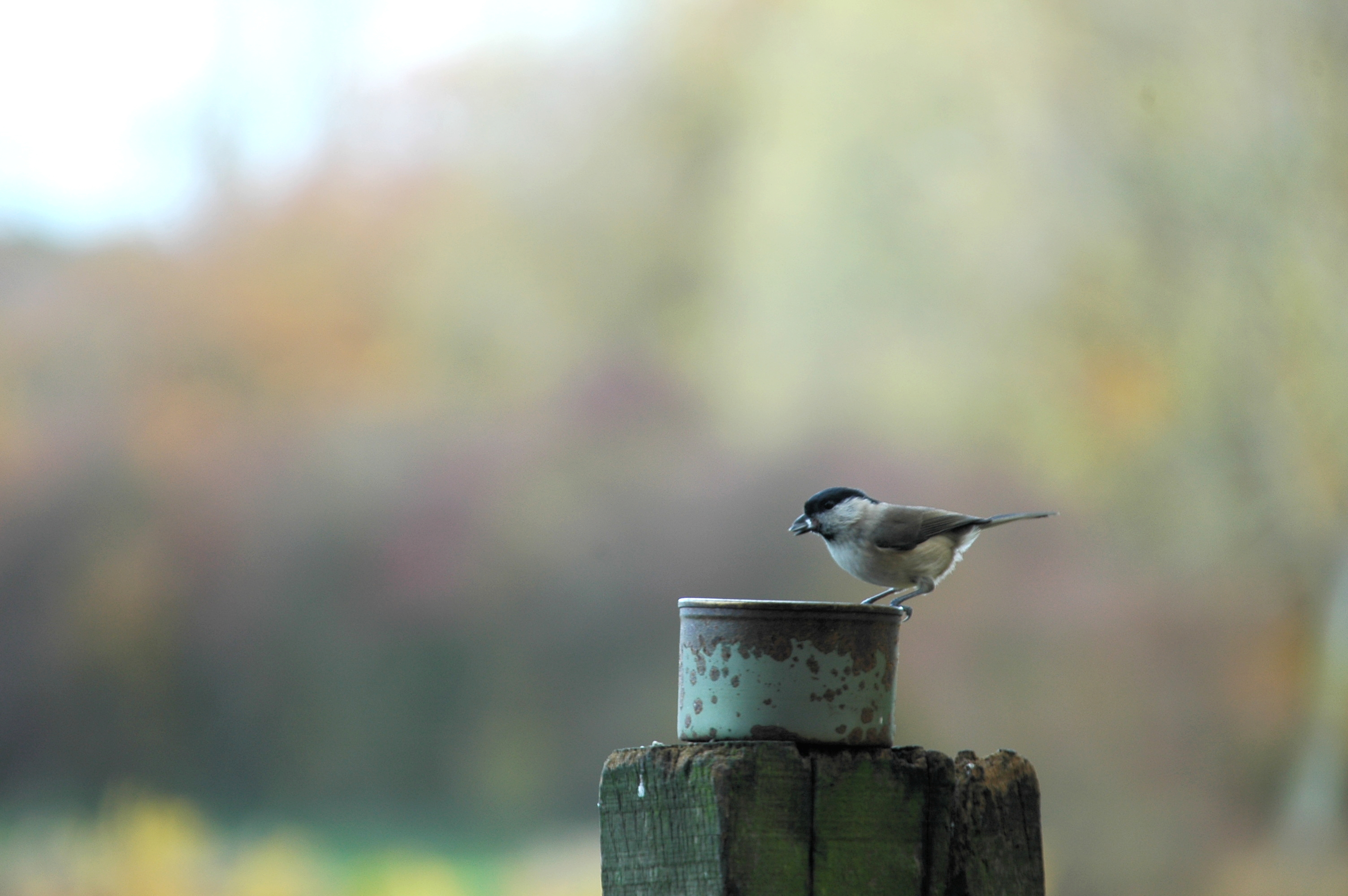 photos/wildlife/Bird_Species/168-Tits-Chickadees/7610-Marsh_Tit/DSC_3925.JPG