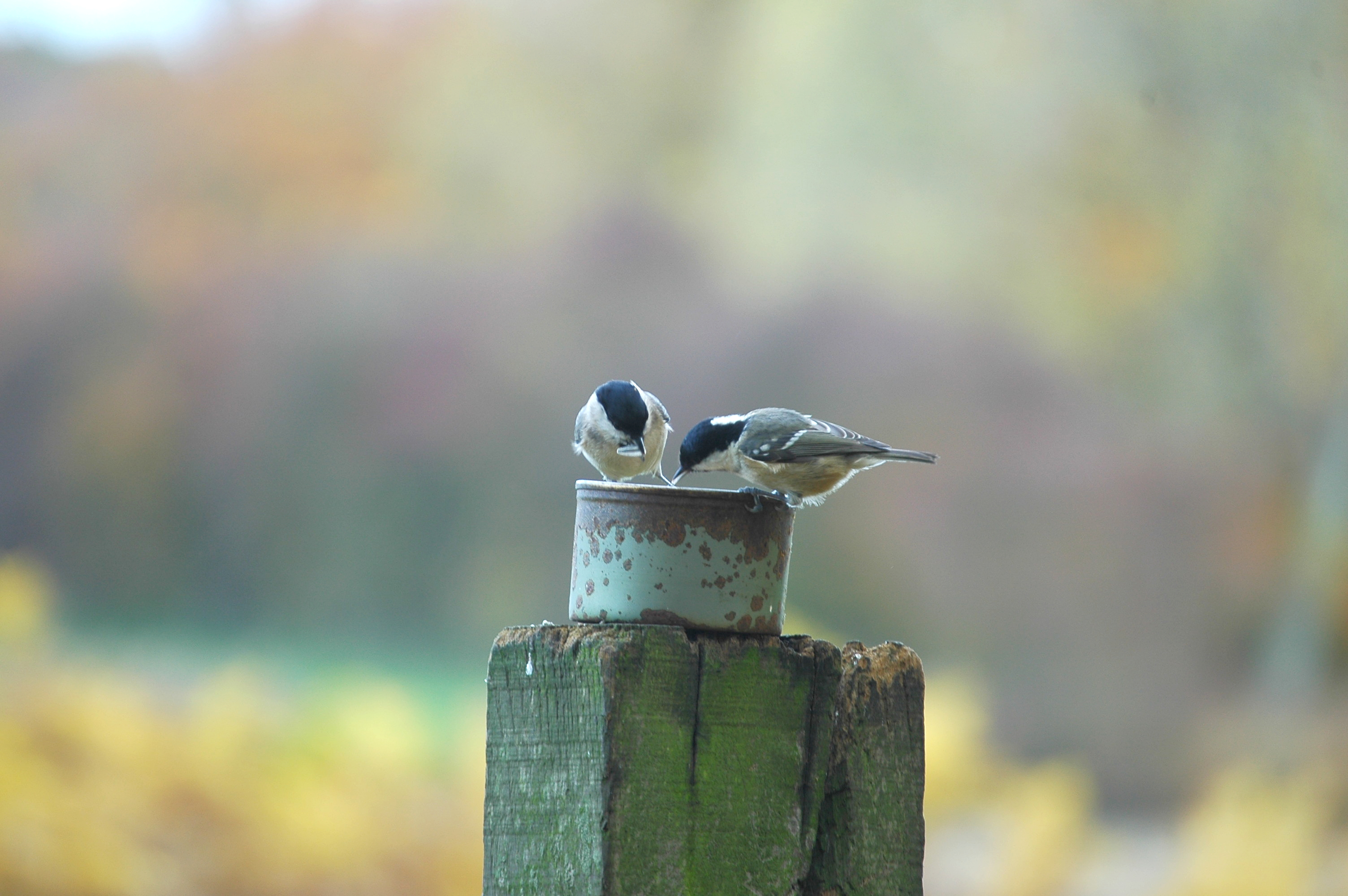 photos/wildlife/Bird_Species/168-Tits-Chickadees/7610-Marsh_Tit/DSC_3937.JPG