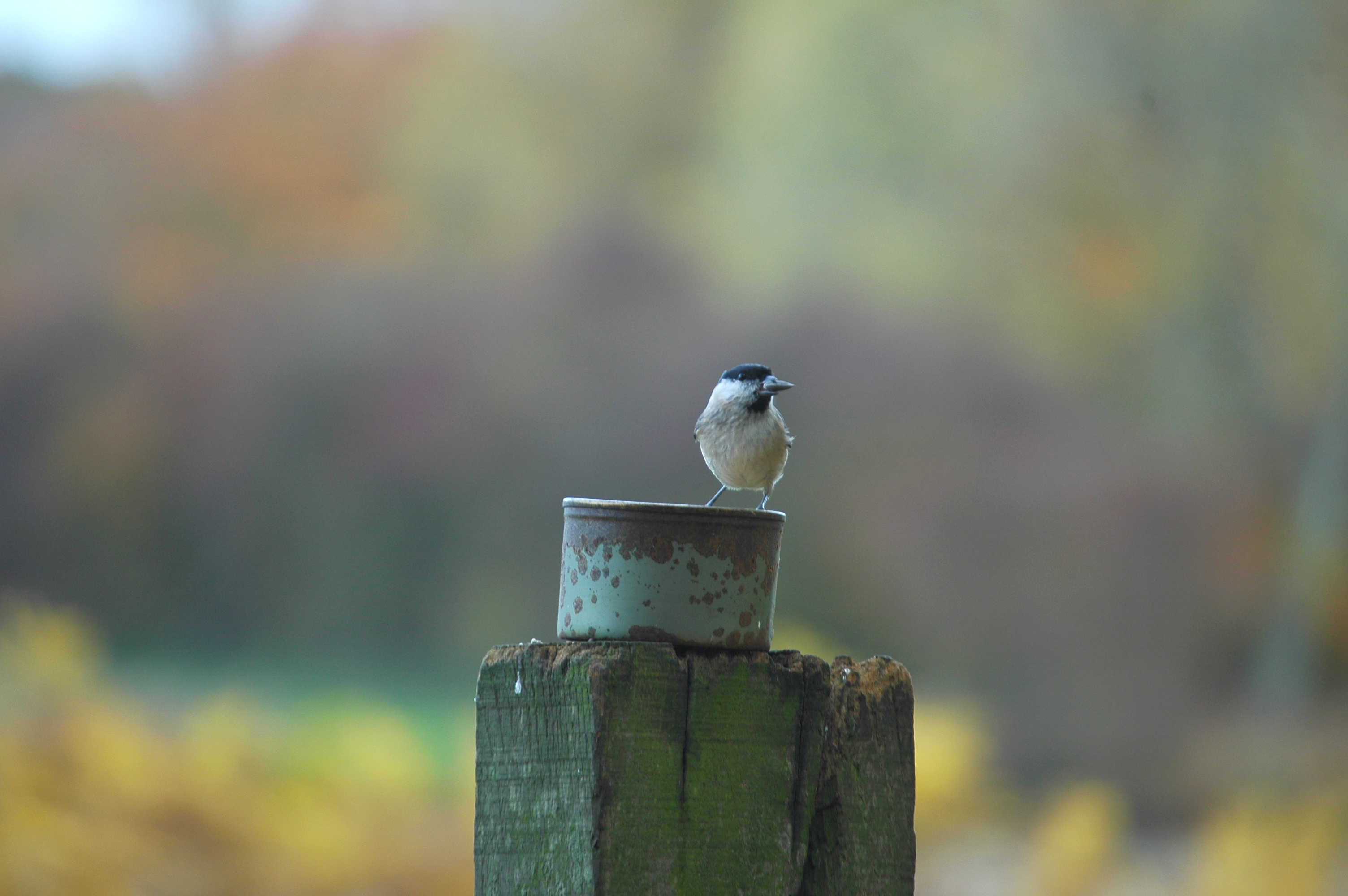 photos/wildlife/Bird_Species/168-Tits-Chickadees/7610-Marsh_Tit/DSC_3953.JPG