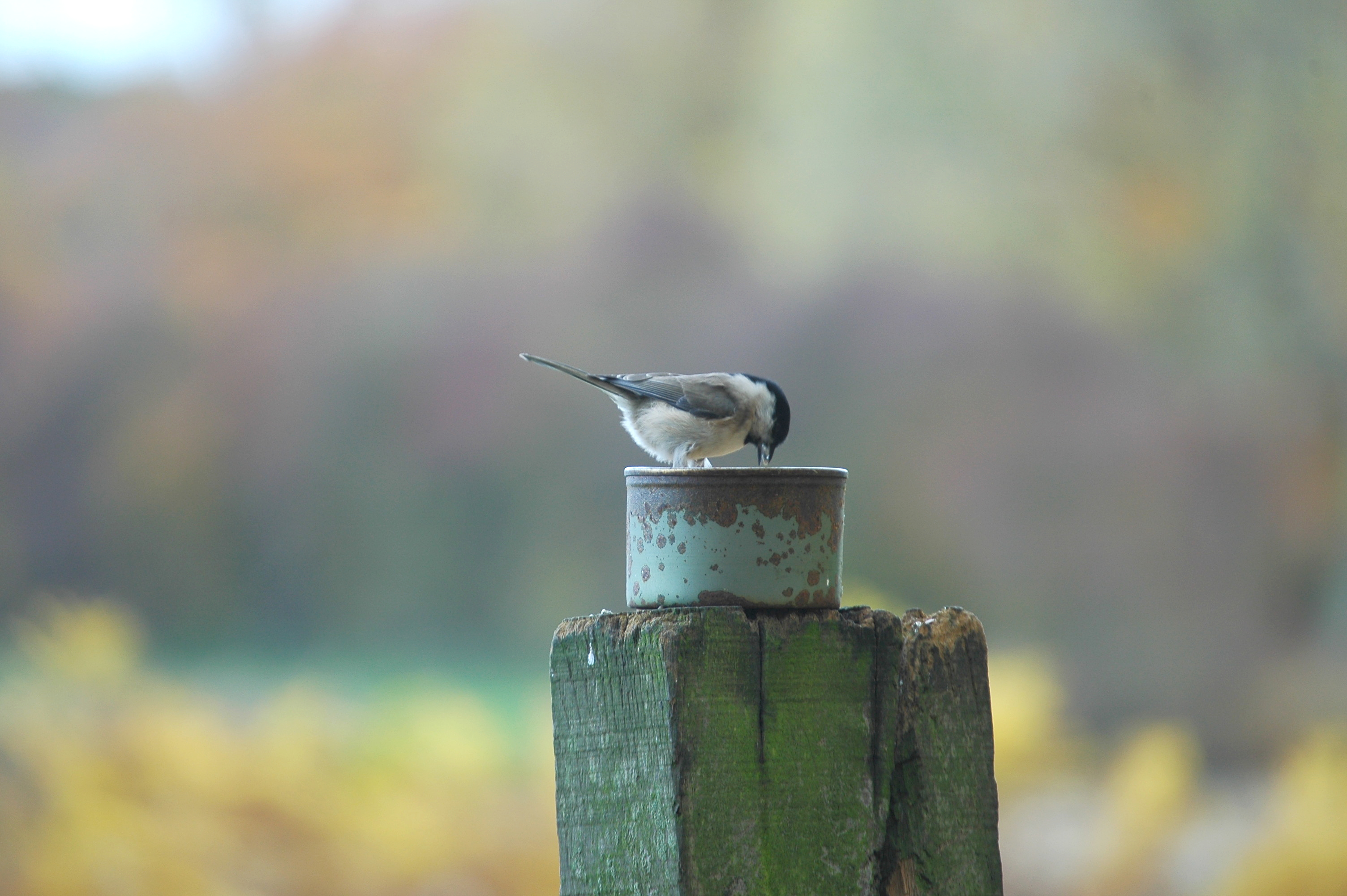 photos/wildlife/Bird_Species/168-Tits-Chickadees/7610-Marsh_Tit/DSC_3958.JPG
