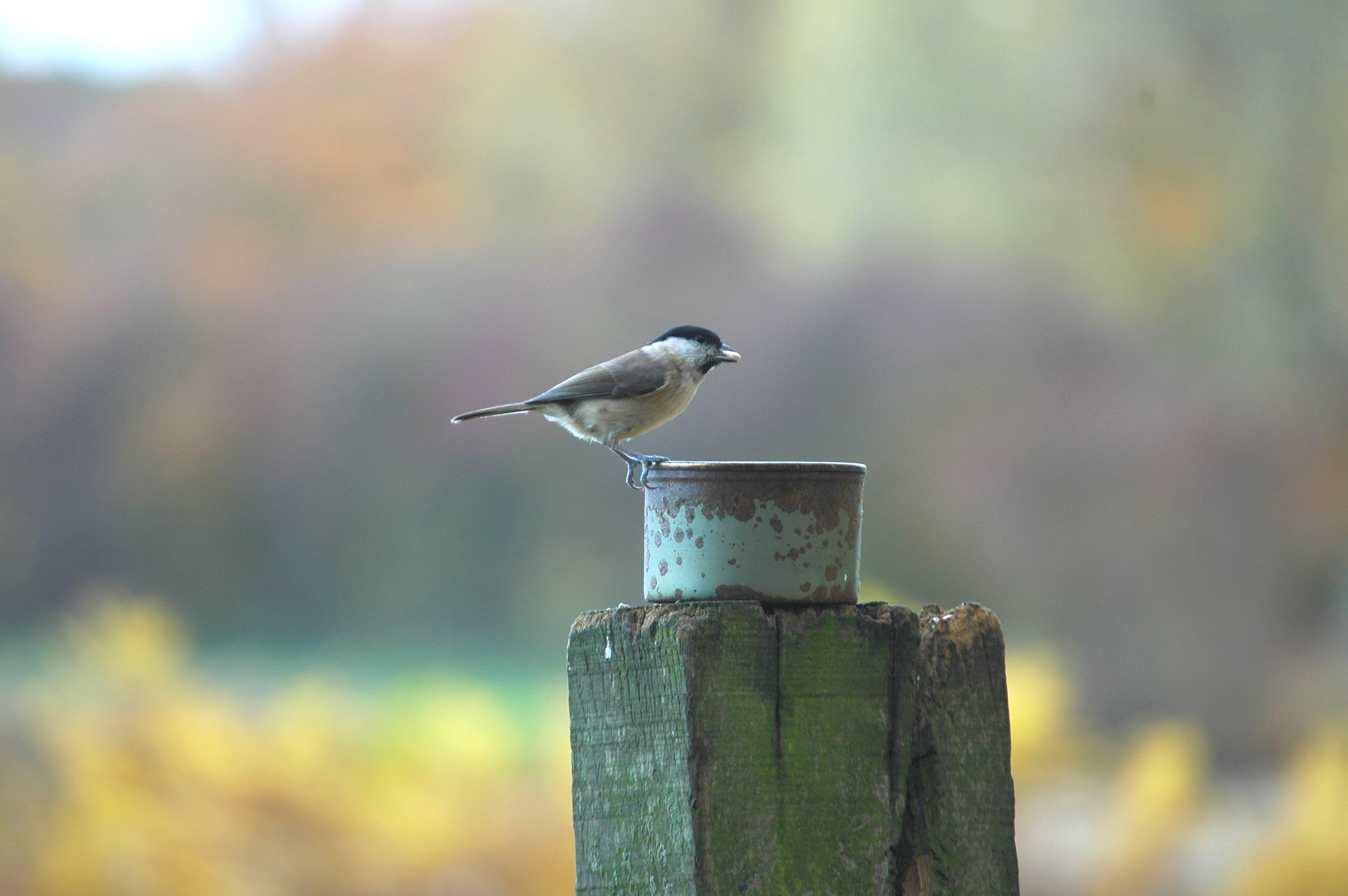 photos/wildlife/Bird_Species/168-Tits-Chickadees/7610-Marsh_Tit/DSC_3962.JPG