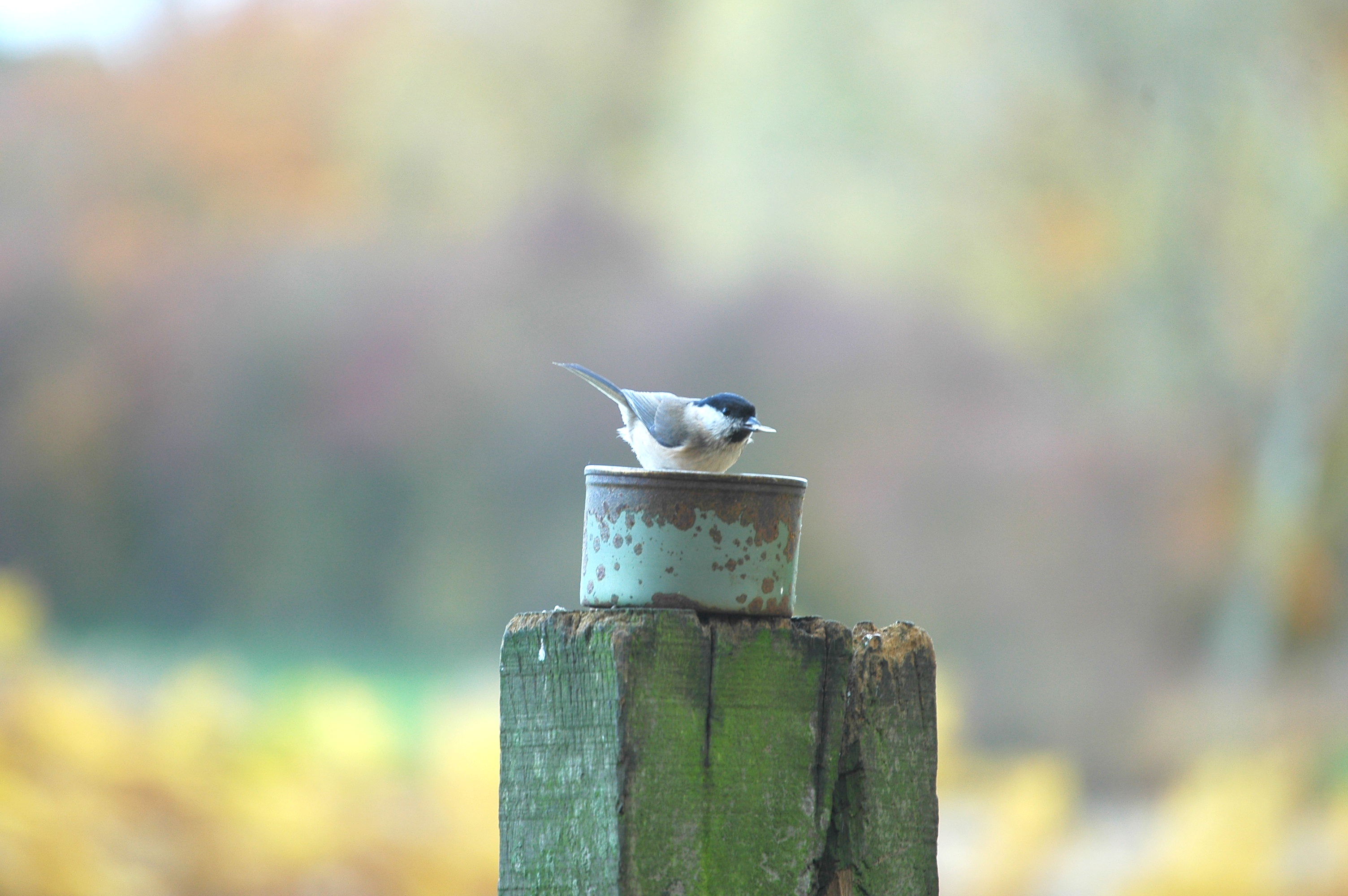 photos/wildlife/Bird_Species/168-Tits-Chickadees/7610-Marsh_Tit/DSC_3970.JPG